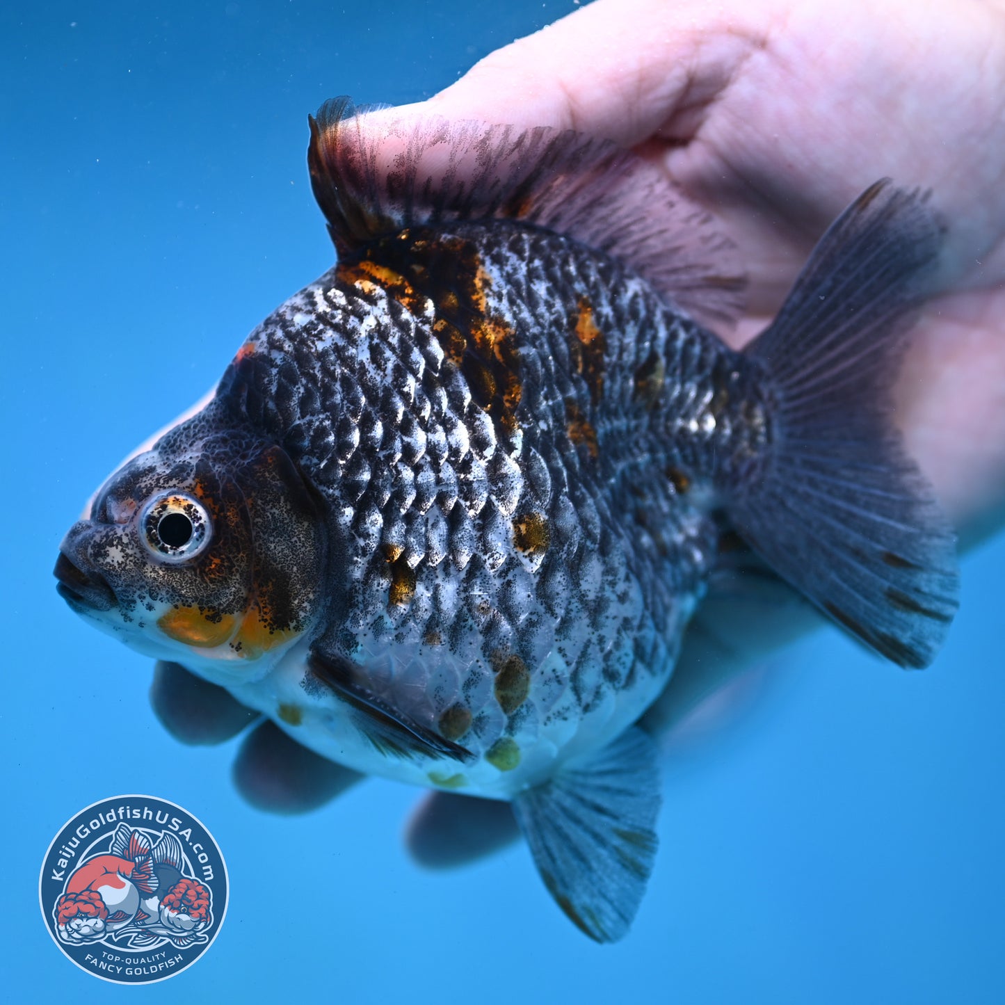 Kirin Ryukin 4 inch Body (260123_RY01)