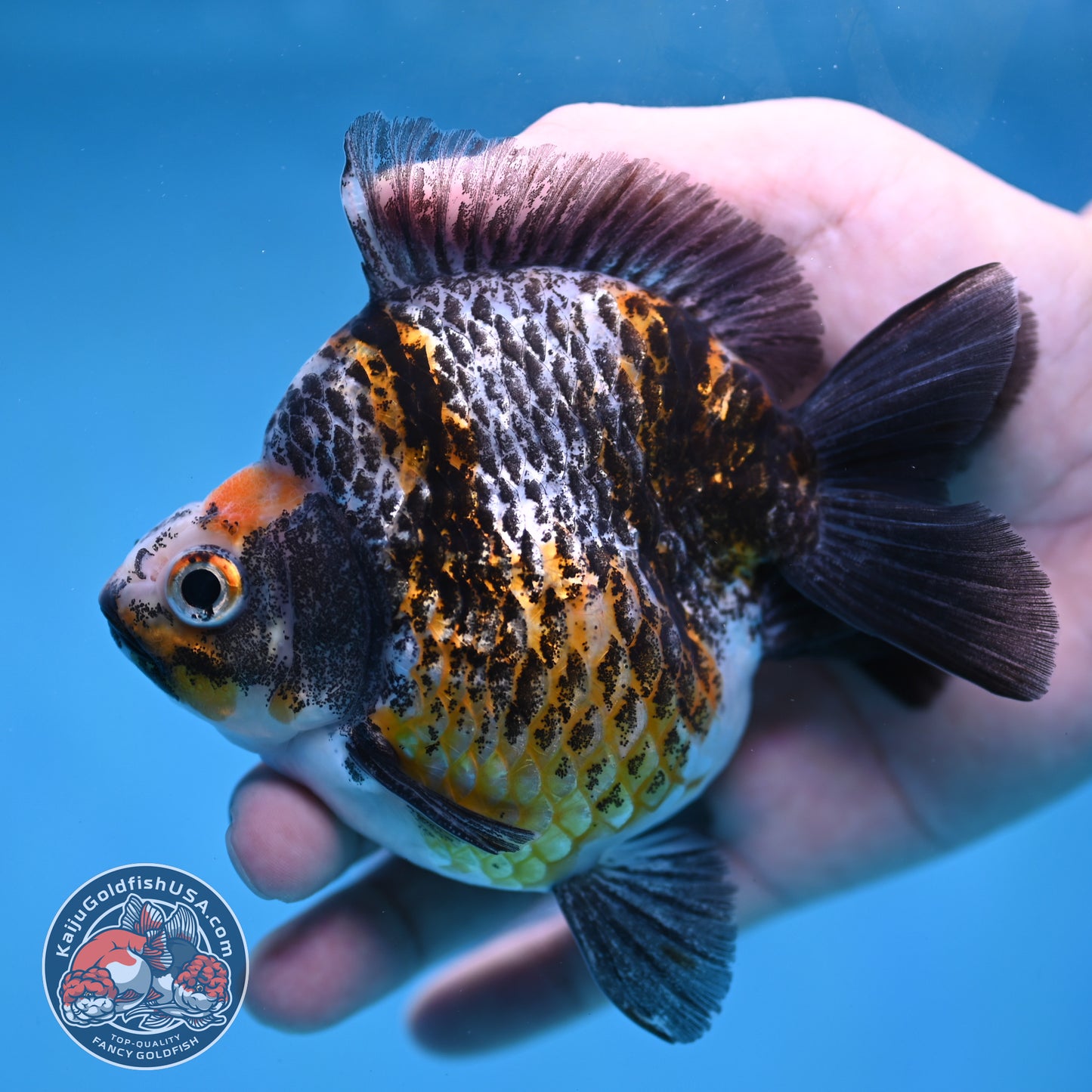 Kirin Ryukin 4 inch Body (260213_RY02)