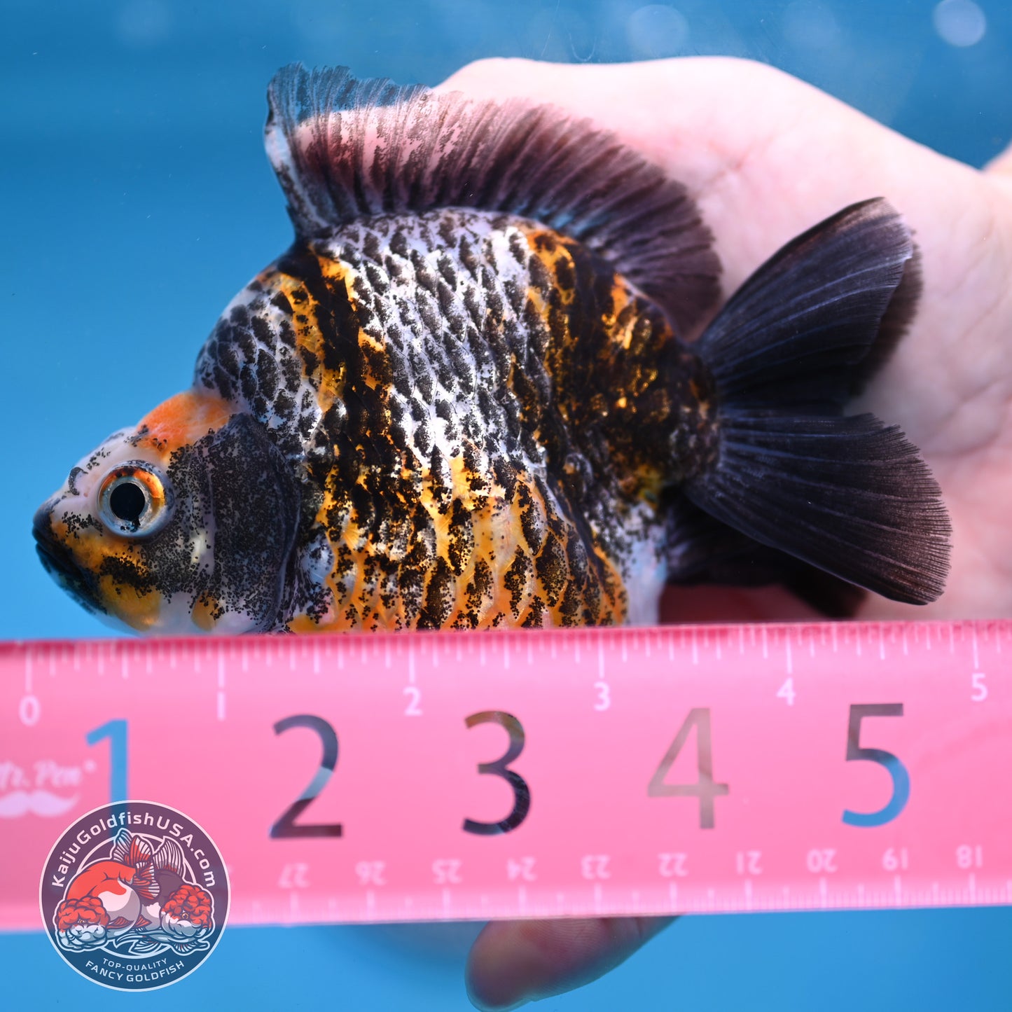 Kirin Ryukin 4 inch Body (260213_RY02)