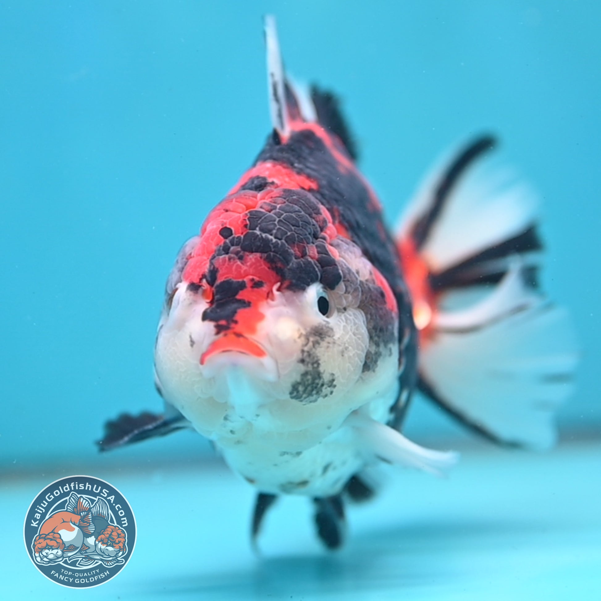 Large Broadtail Tiger Oranda 4.5 inch Body (251024_OR12)