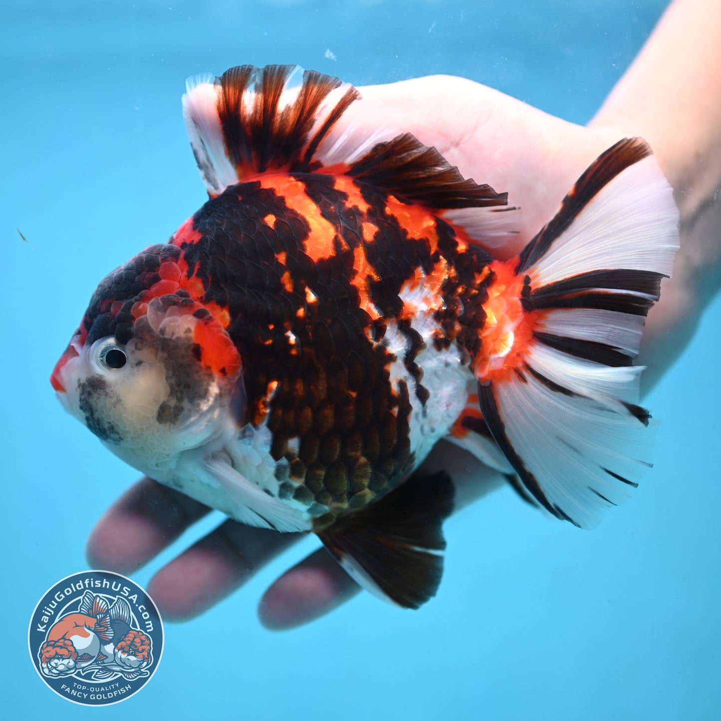 Large Broadtail Tiger Oranda 4.5 inch Body (251024_OR12)