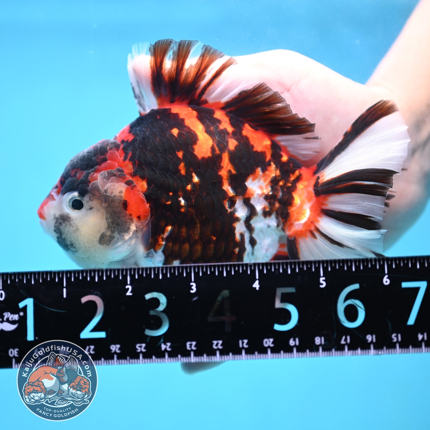 Large Broadtail Tiger Oranda 4.5 inch Body (251024_OR12)