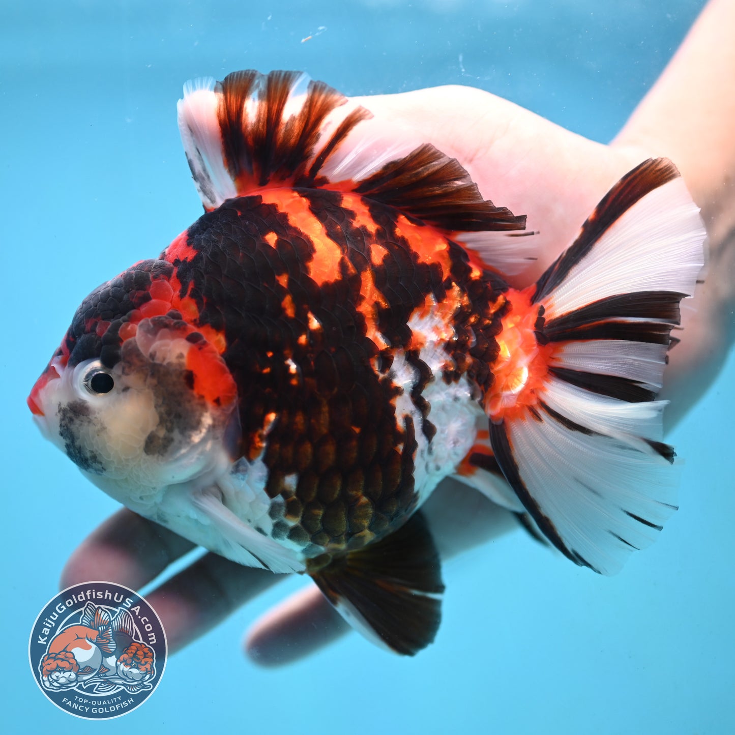 Large Broadtail Tiger Oranda 4.5 inch Body (251024_OR12)