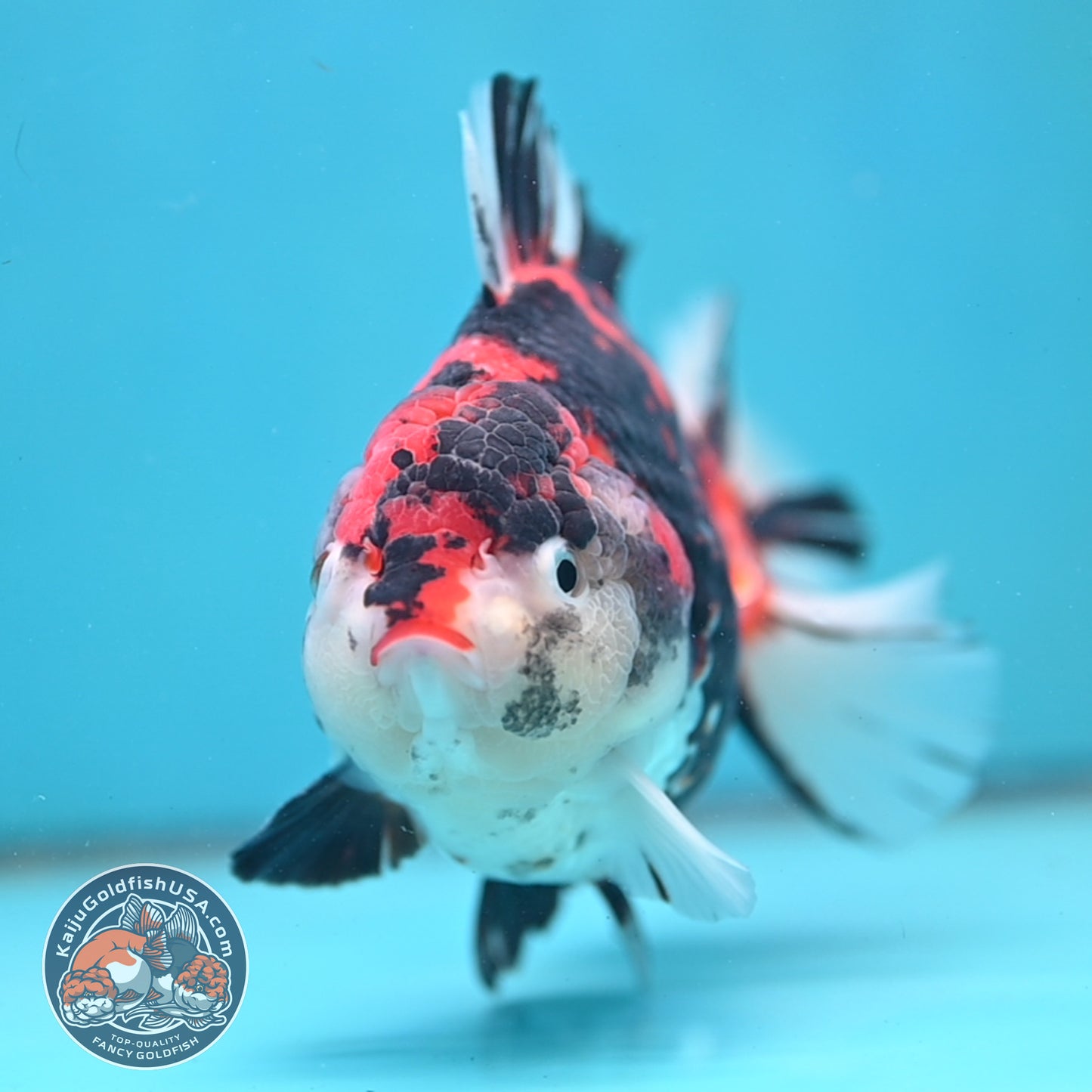 Large Broadtail Tiger Oranda 4.5 inch Body (251024_OR12)
