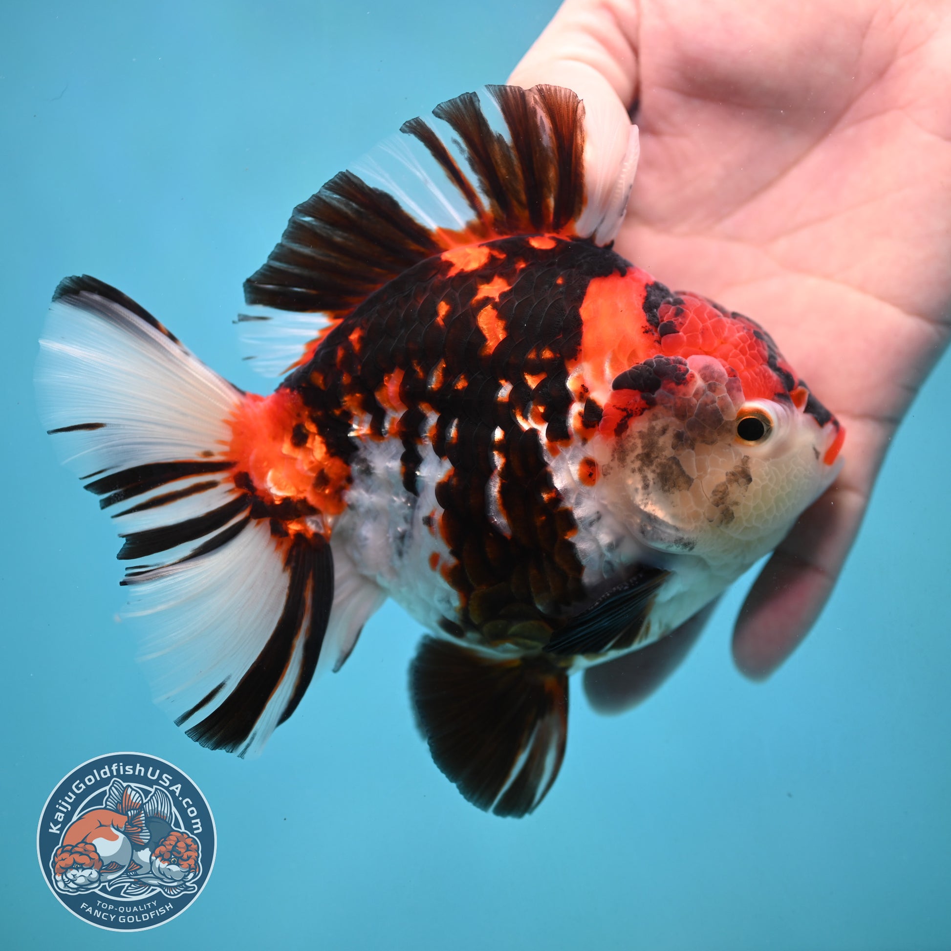 Large Broadtail Tiger Oranda 4.5 inch Body (251024_OR12)