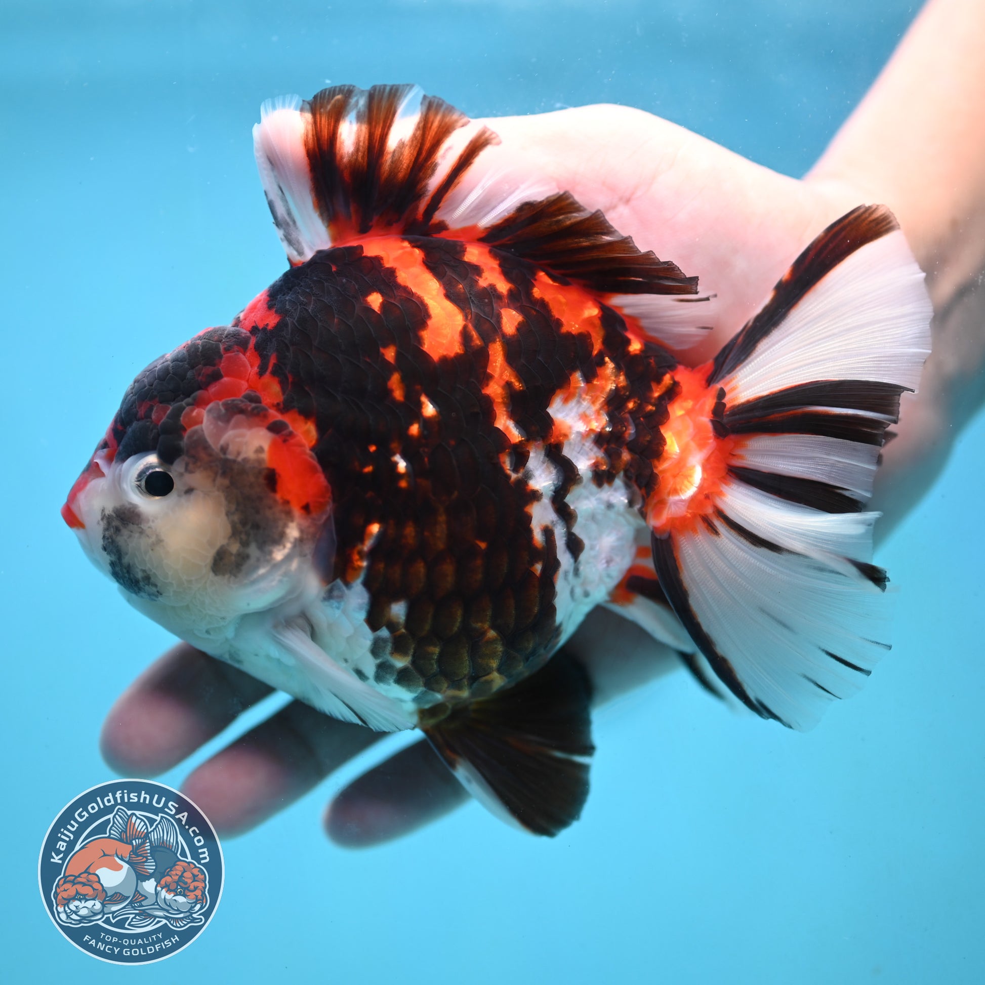 Large Broadtail Tiger Oranda 4.5 inch Body (251024_OR12)