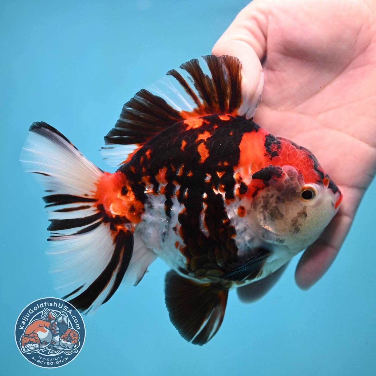 Large Broadtail Tiger Oranda 4.5 inch Body (251024_OR12)