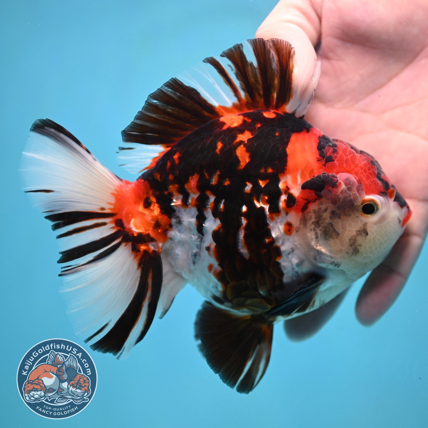 Large Broadtail Tiger Oranda 4.5 inch Body (251024_OR12)