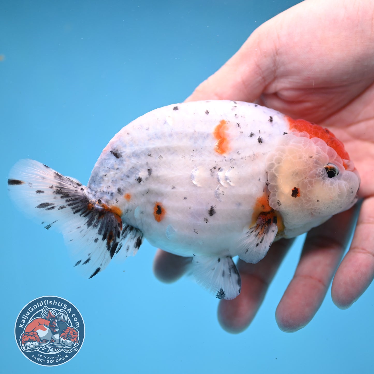 Large Calico Ranchu 4.5 inch Body (260306_RC03)
