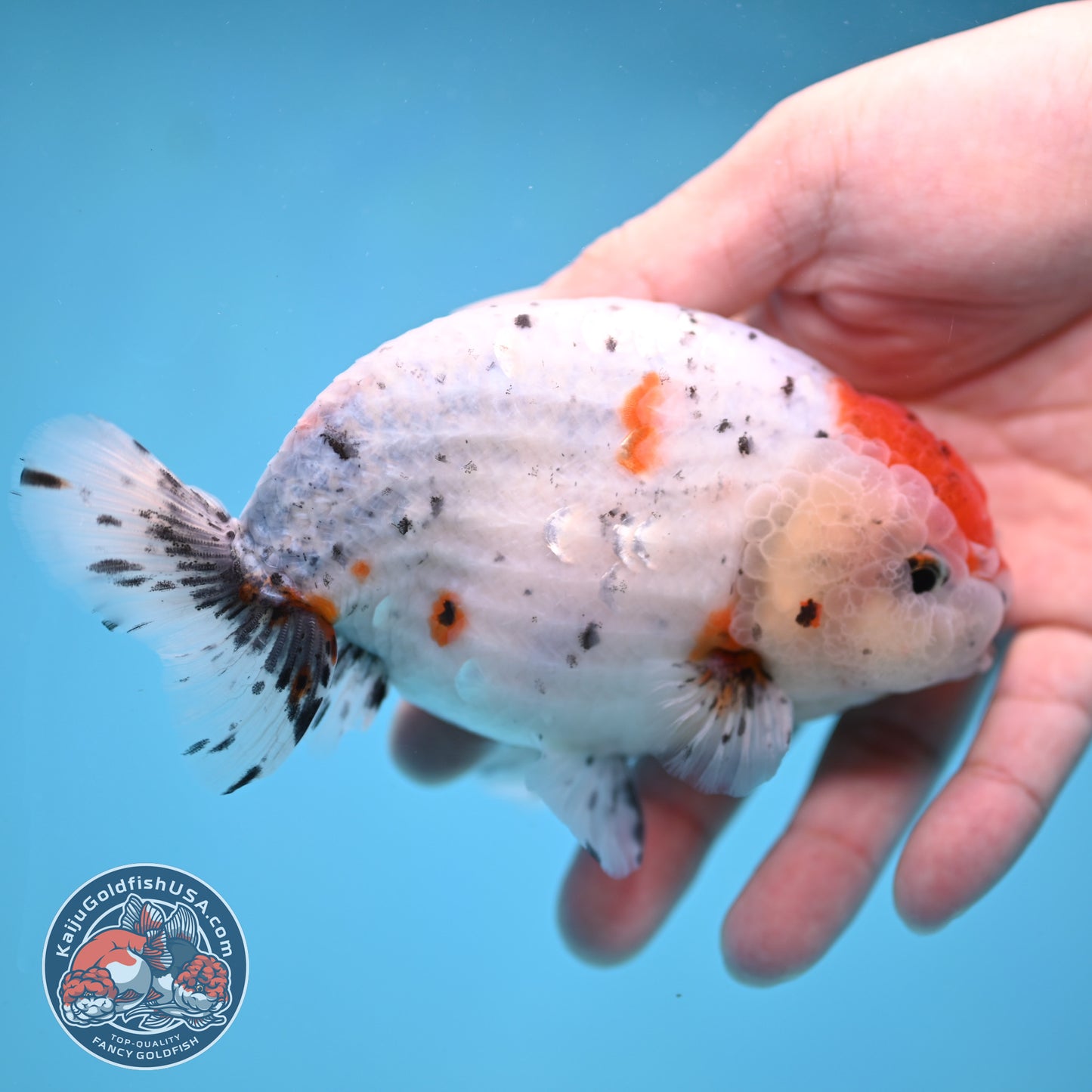 Large Calico Ranchu 4.5 inch Body (260306_RC03)
