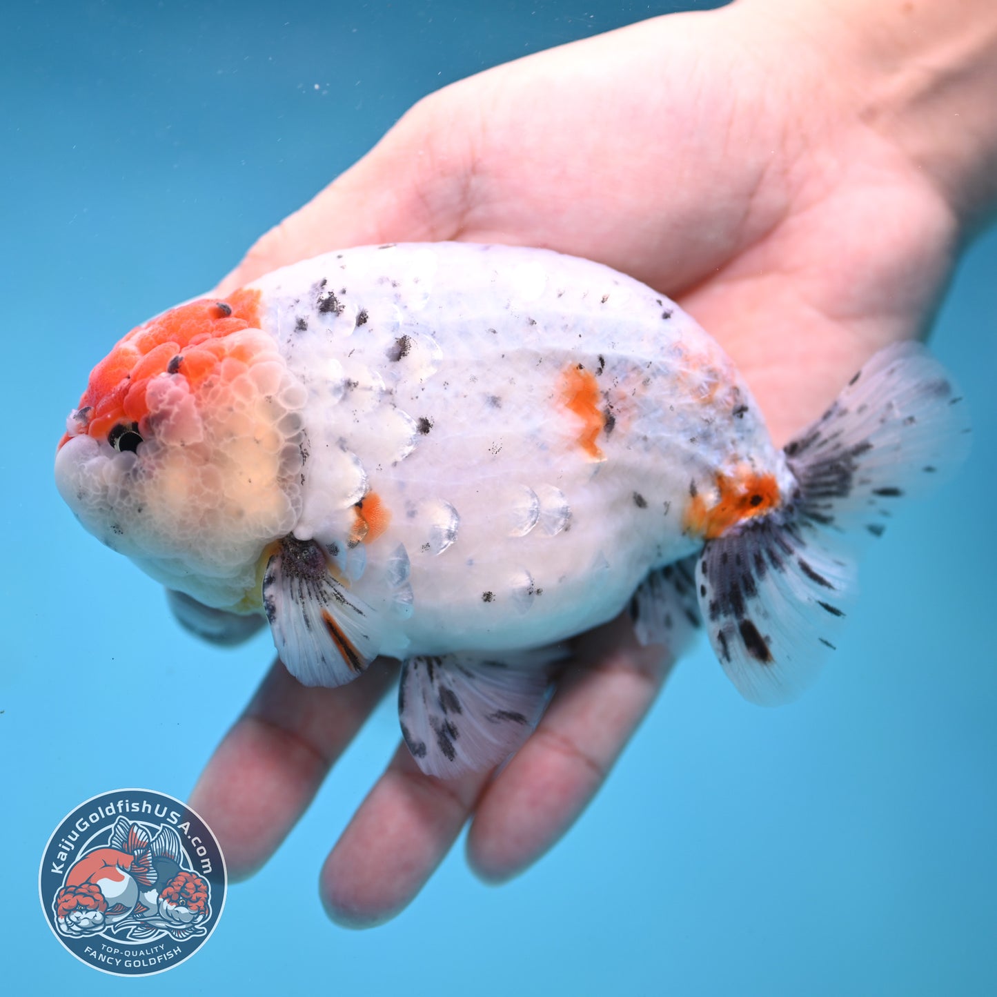 Large Calico Ranchu 4.5 inch Body (260306_RC03)