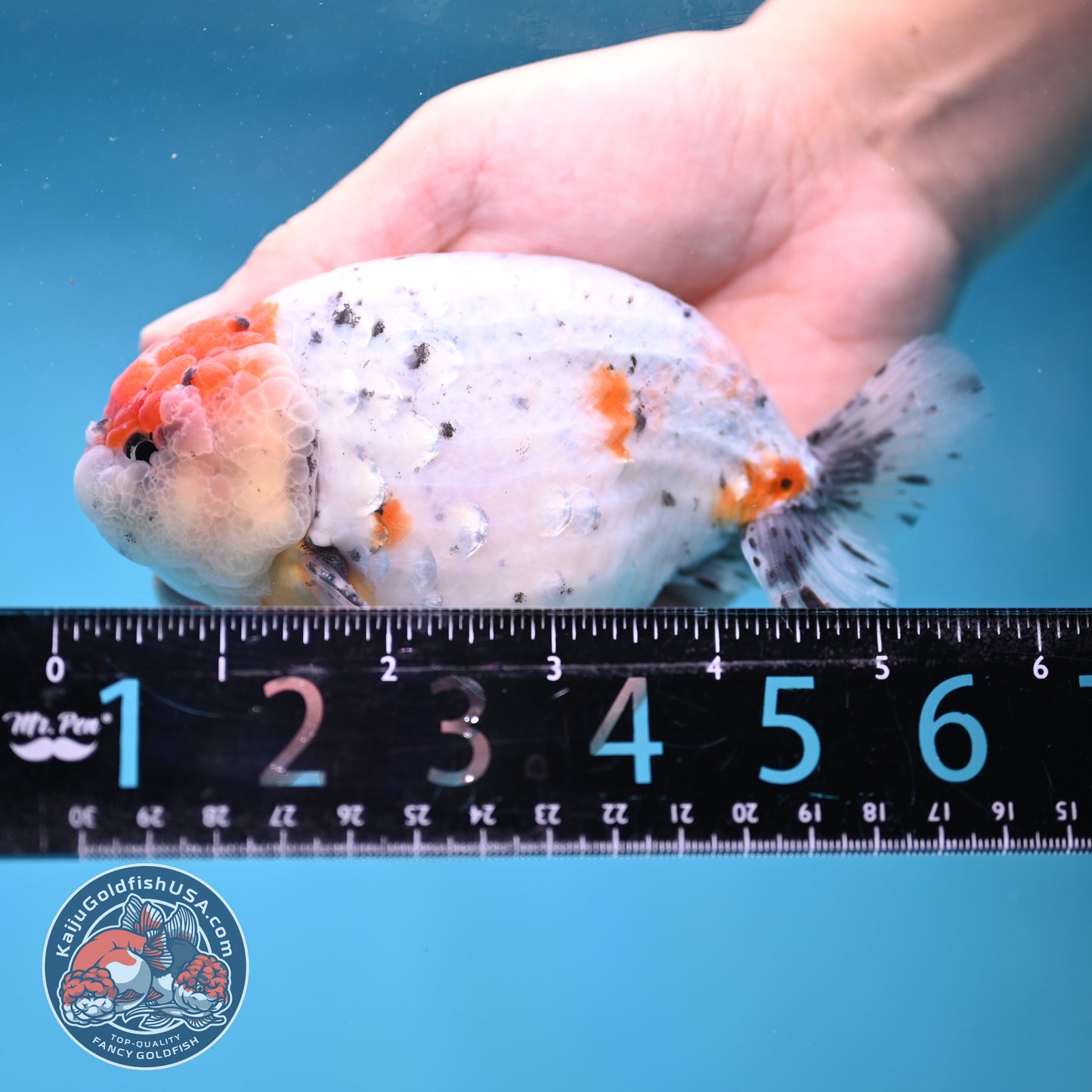 Large Calico Ranchu 4.5 inch Body (260306_RC03)