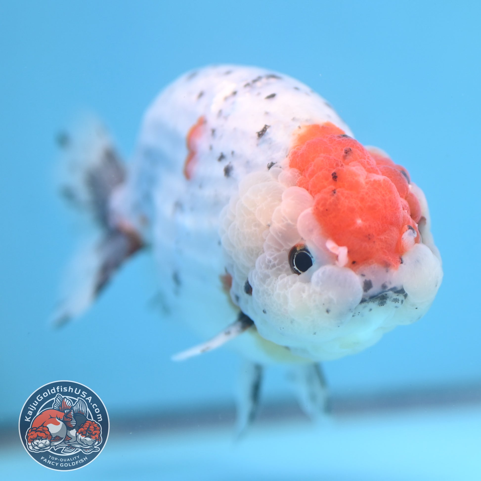 Large Calico Ranchu 4.5 inch Body (260306_RC03)