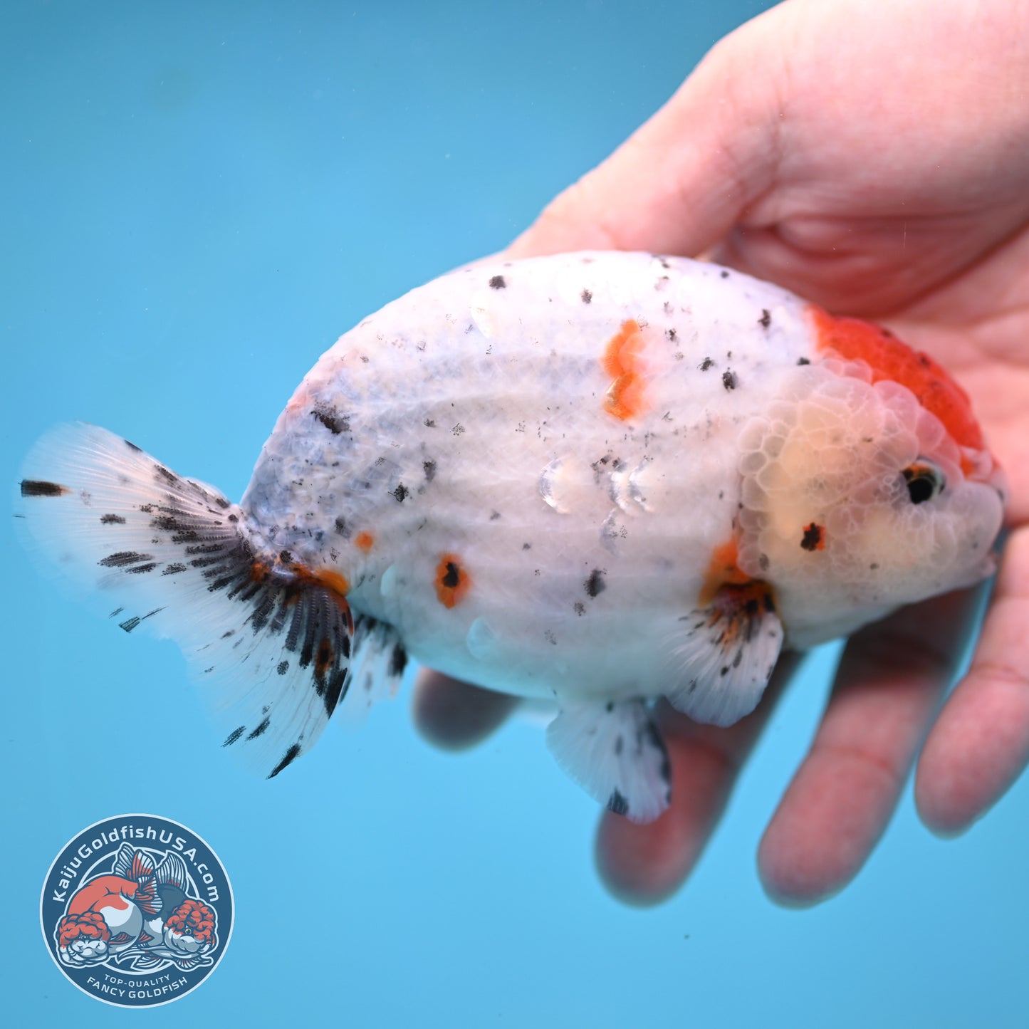 Large Calico Ranchu 4.5 inch Body (260306_RC03)