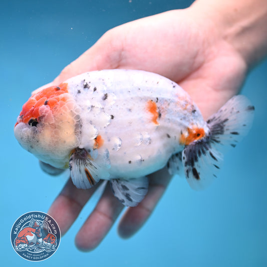 Large Calico Ranchu 4.5 inch Body (260306_RC03)