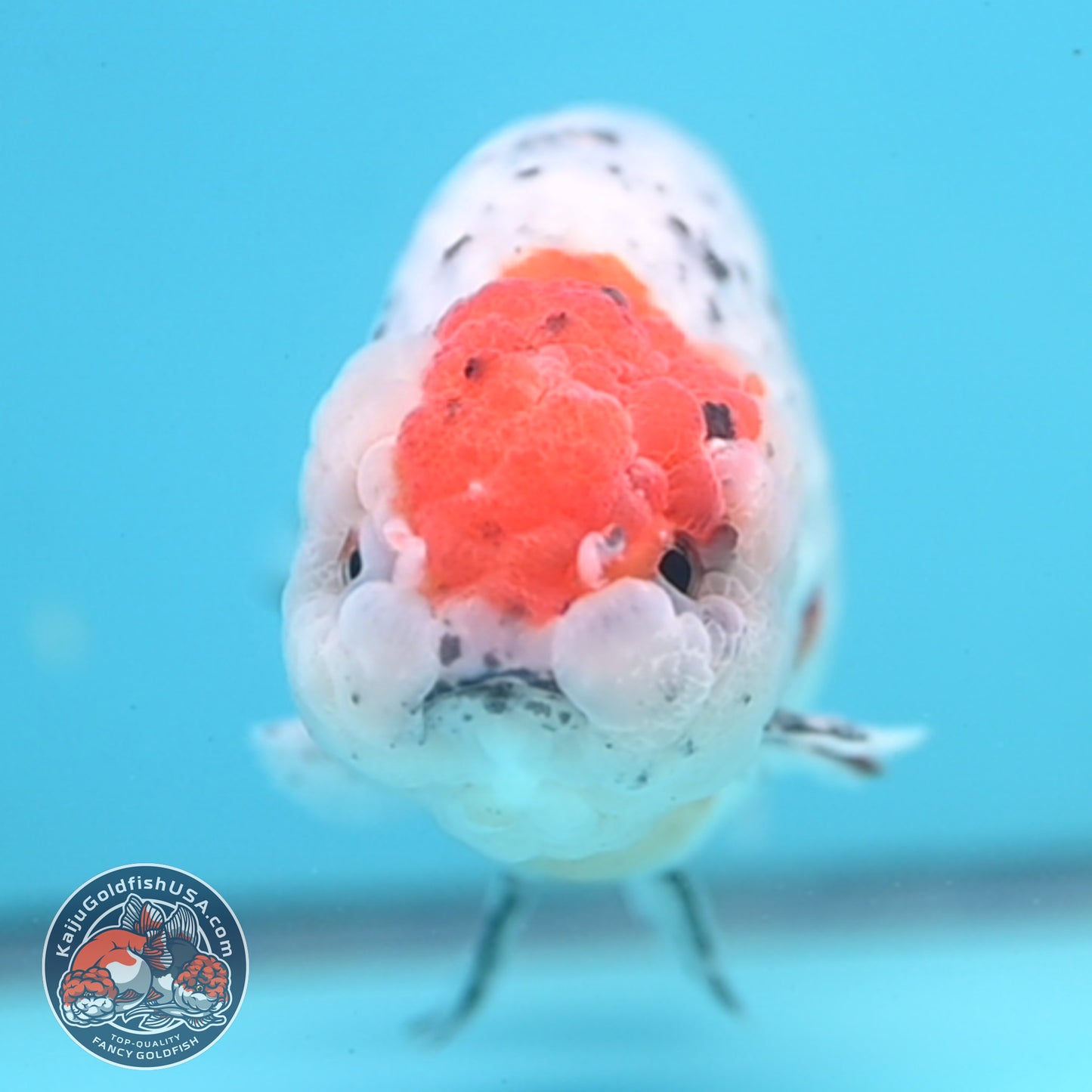 Large Calico Ranchu 4.5 inch Body (260306_RC03)