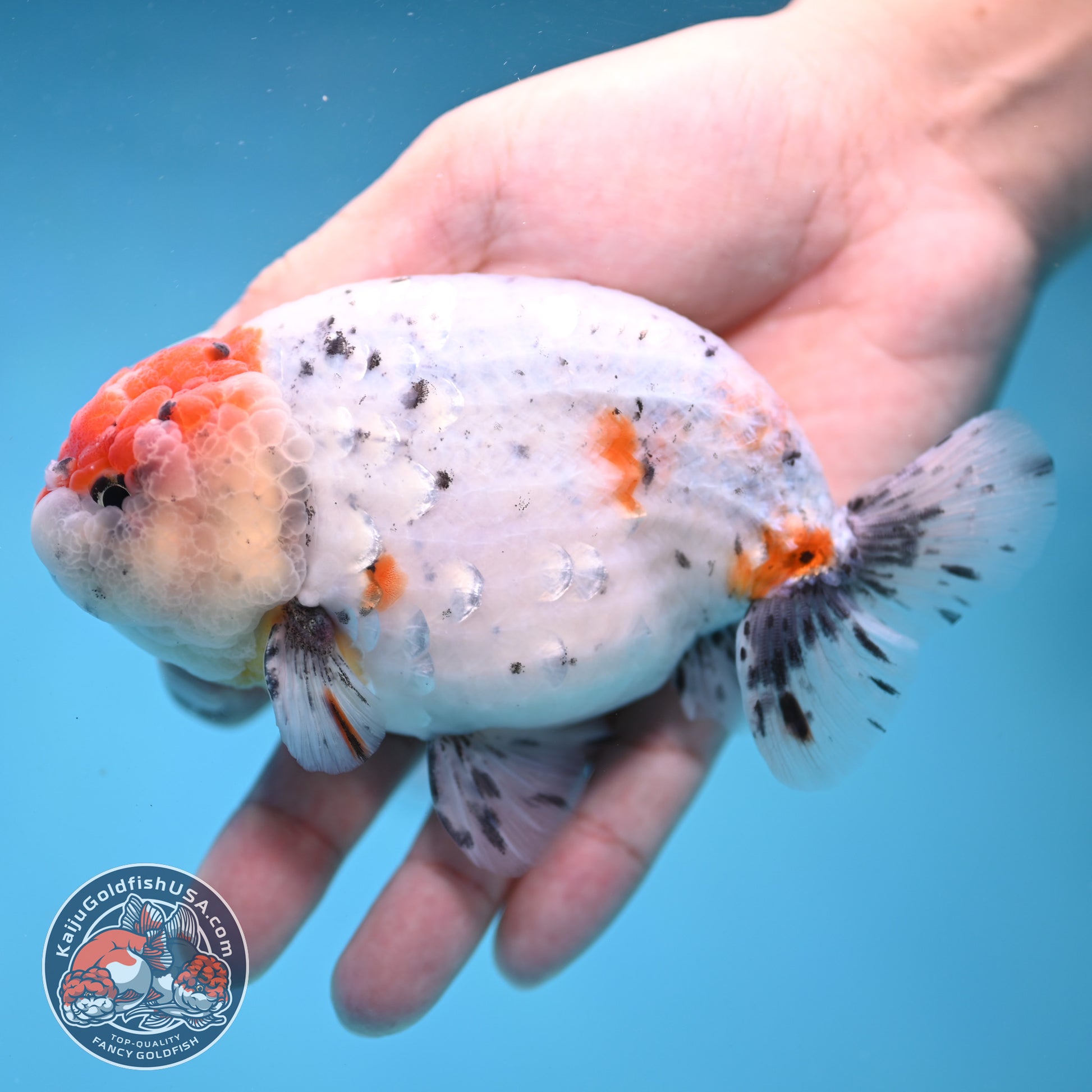 Large Calico Ranchu 4.5 inch Body (260306_RC03)