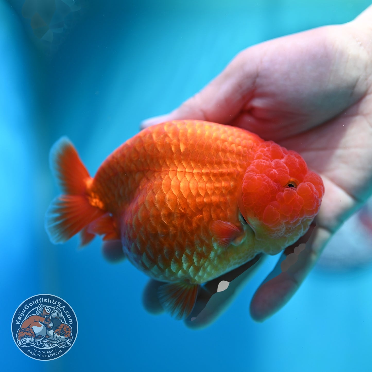 Large Classic Red Ranchu 4.5 inch Body (260612_RC02)