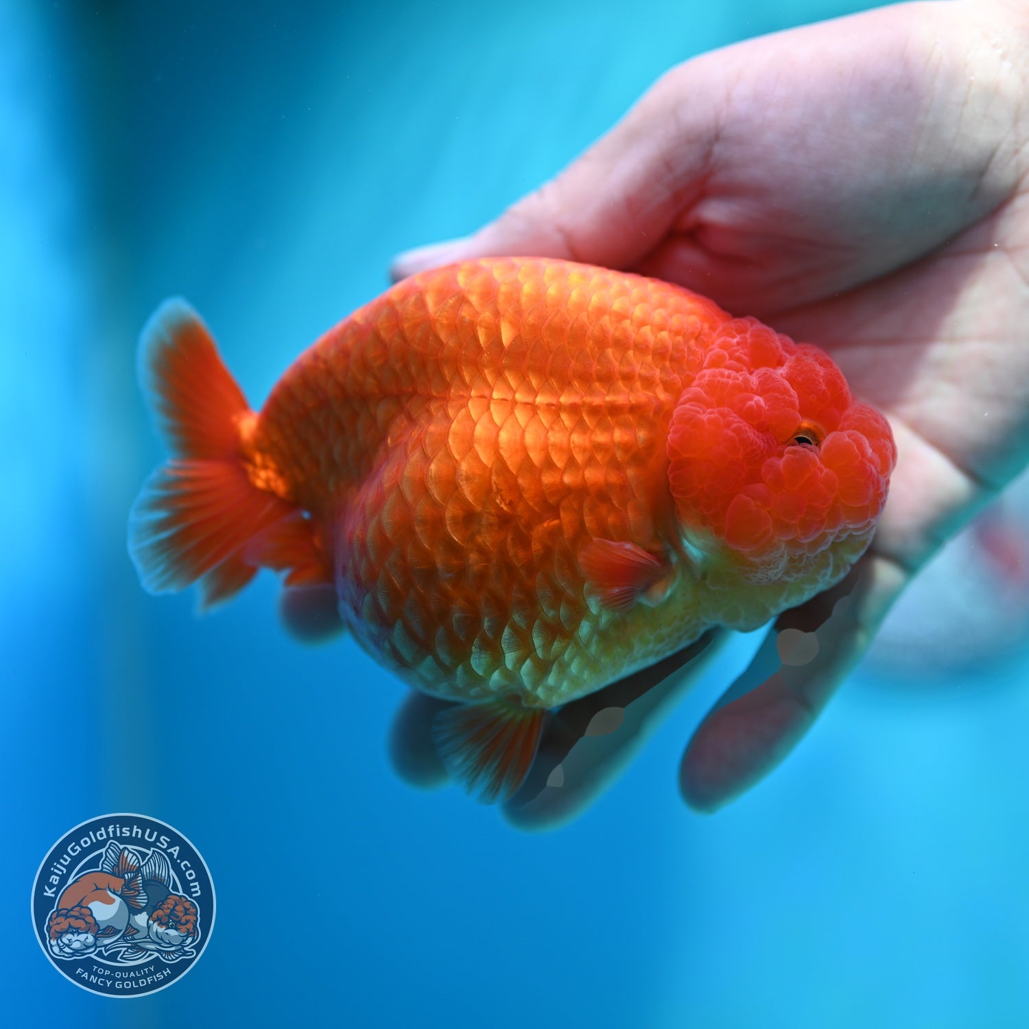 Large Classic Red Ranchu 4.5 inch Body (260612_RC02)