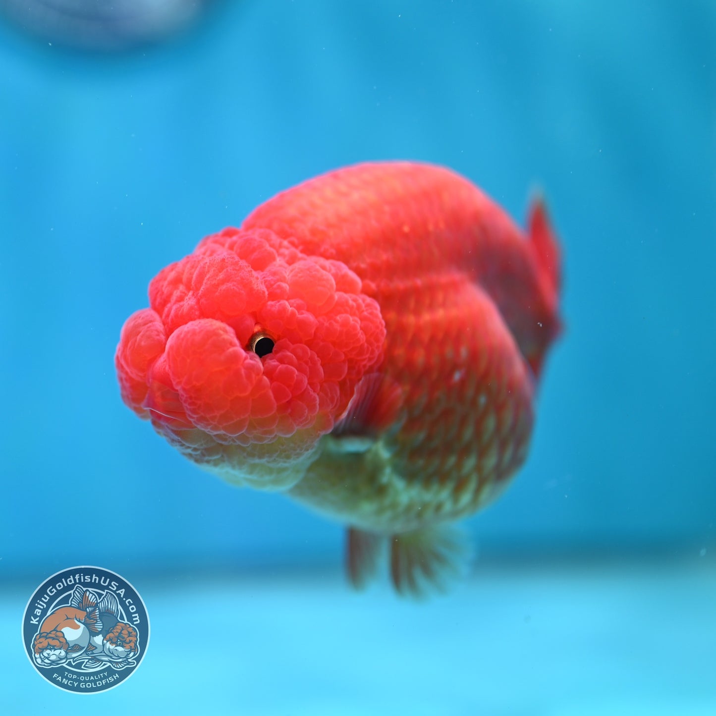 Large Classic Red Ranchu 4.5 inch Body (260612_RC02)