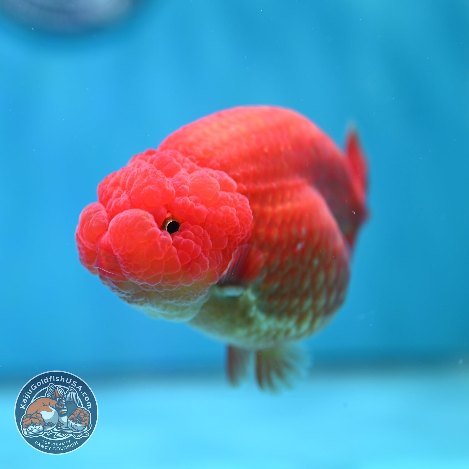 Large Classic Red Ranchu 4.5 inch Body (260612_RC02)