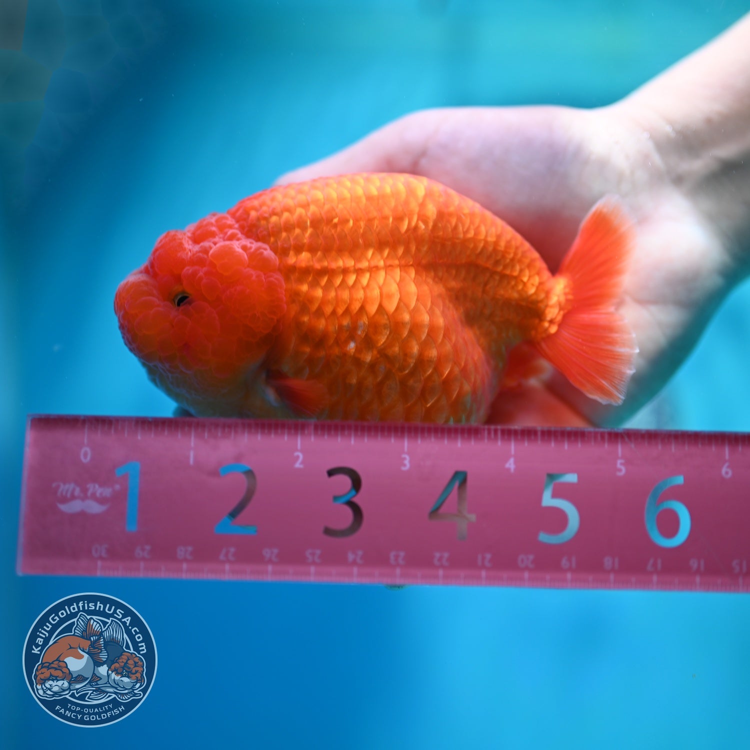 Large Classic Red Ranchu 4.5 inch Body (260612_RC02)