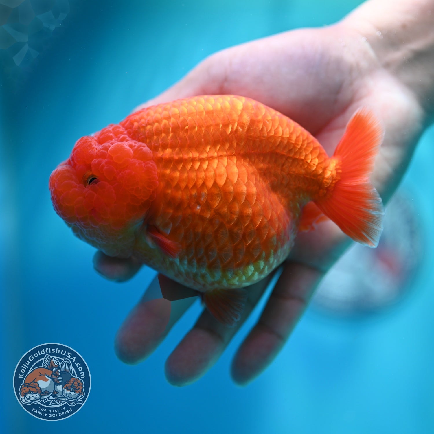 Large Classic Red Ranchu 4.5 inch Body (260612_RC02)