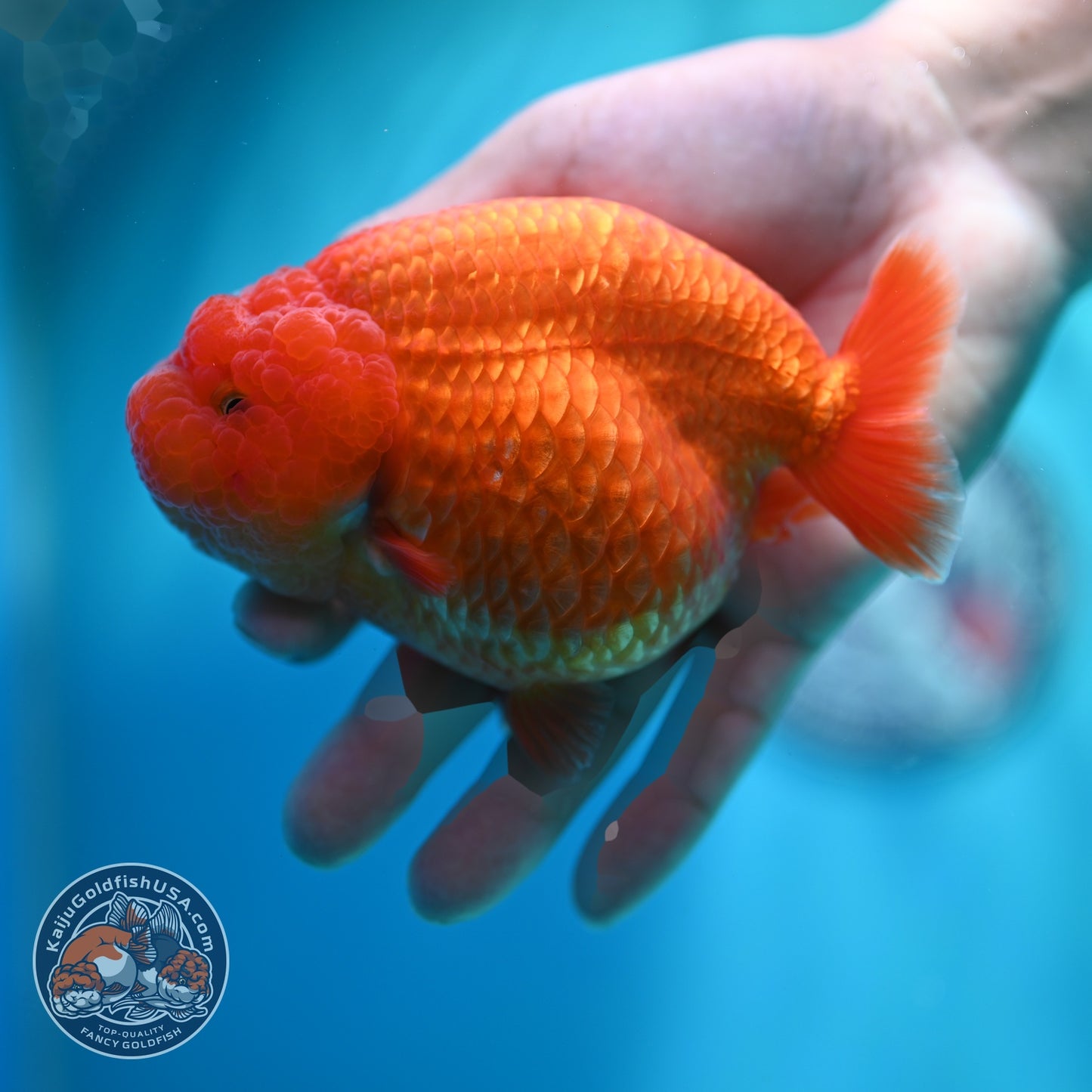 Large Classic Red Ranchu 4.5 inch Body (260612_RC02)