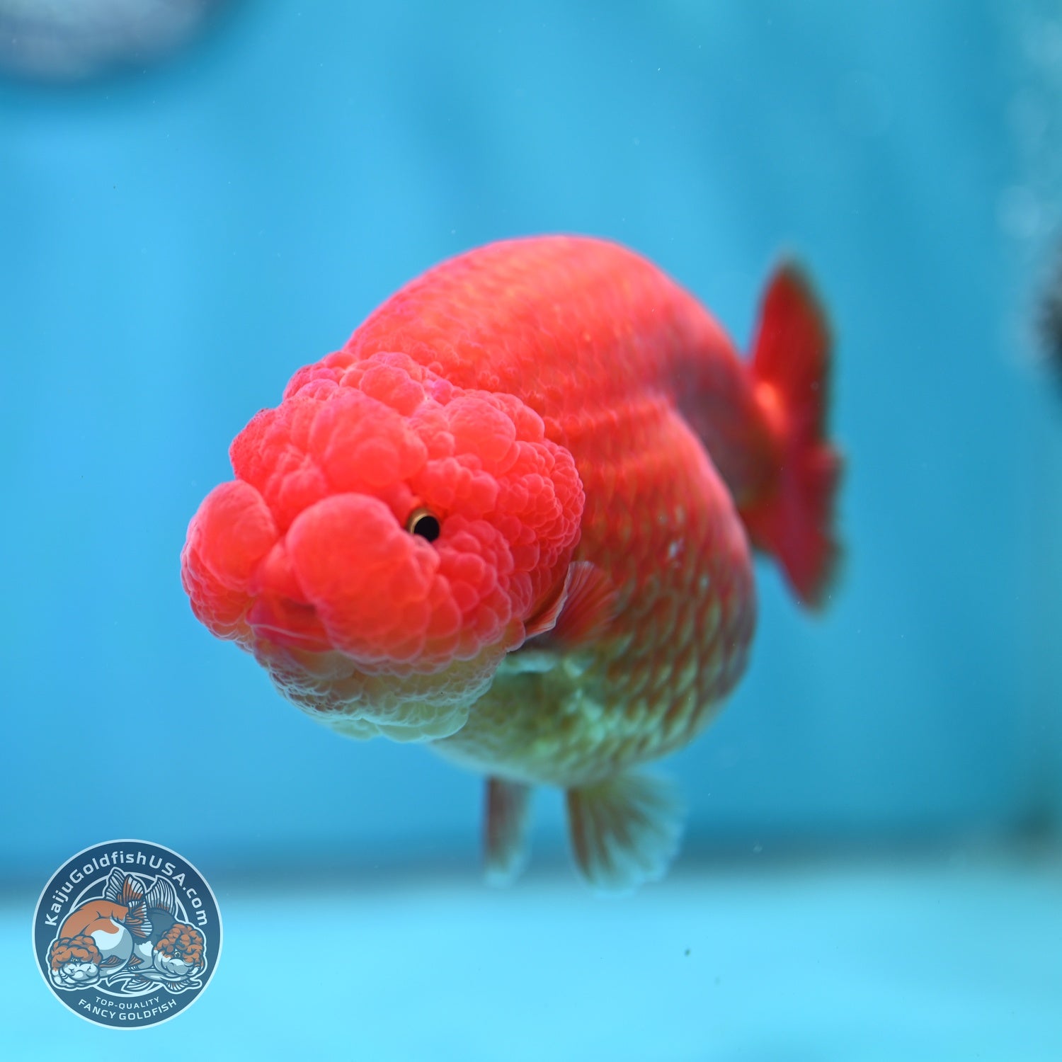 Large Classic Red Ranchu 4.5 inch Body (260612_RC02)