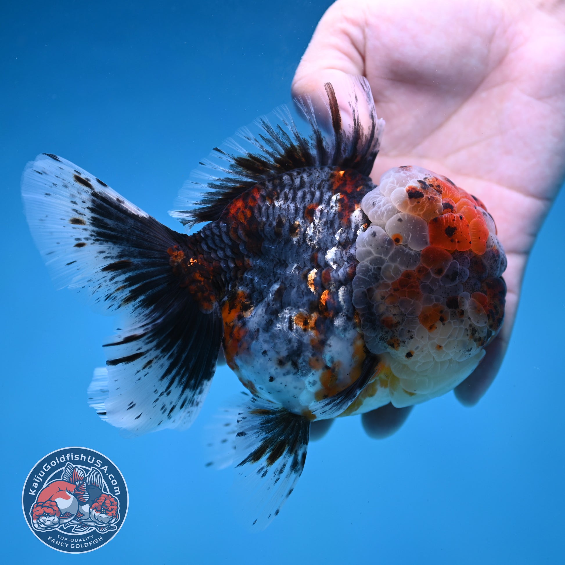 Large Full Wen Blue Based Kirin Rose Tail Oranda 4.5 inch Body (260227_OR04)