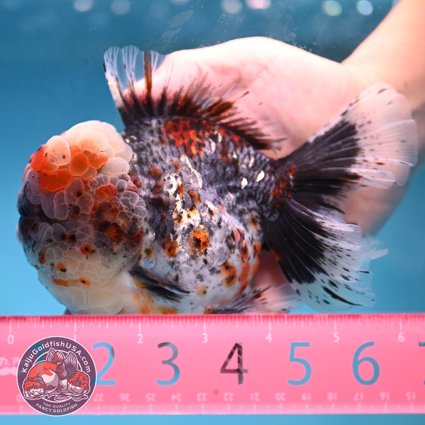 Large Full Wen Blue Based Kirin Rose Tail Oranda 4.5 inch Body (260227_OR04)
