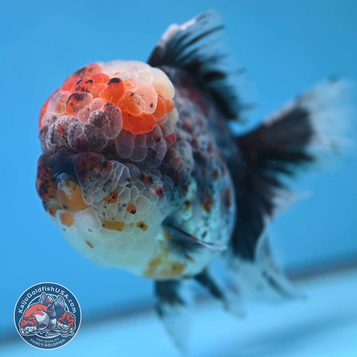 Large Full Wen Blue Based Kirin Rose Tail Oranda 4.5 inch Body (260227_OR04)