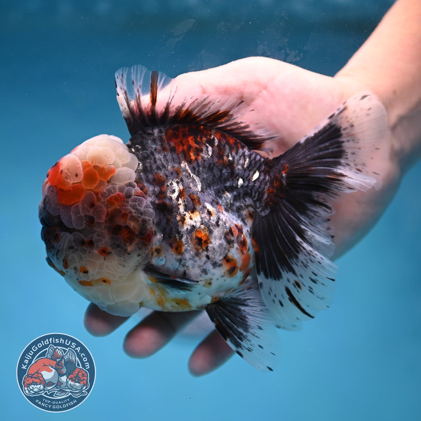 Large Full Wen Blue Based Kirin Rose Tail Oranda 4.5 inch Body (260227_OR04)
