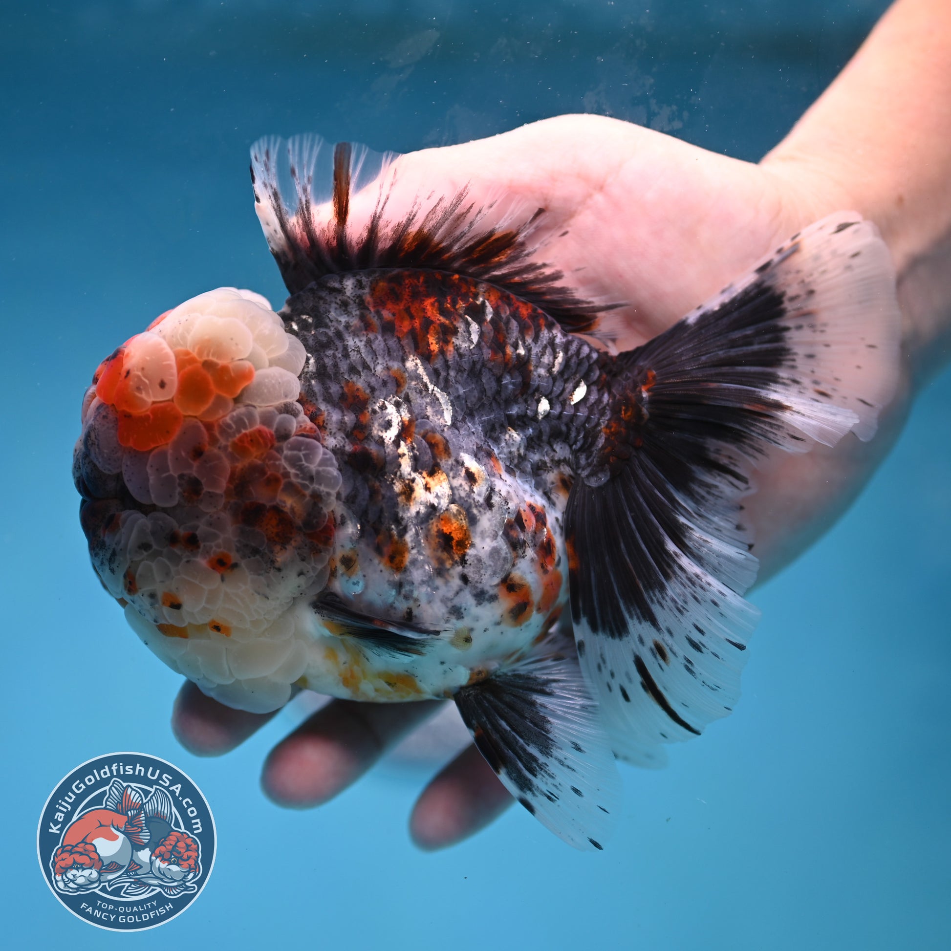 Large Full Wen Blue Based Kirin Rose Tail Oranda 4.5 inch Body (260227_OR04)