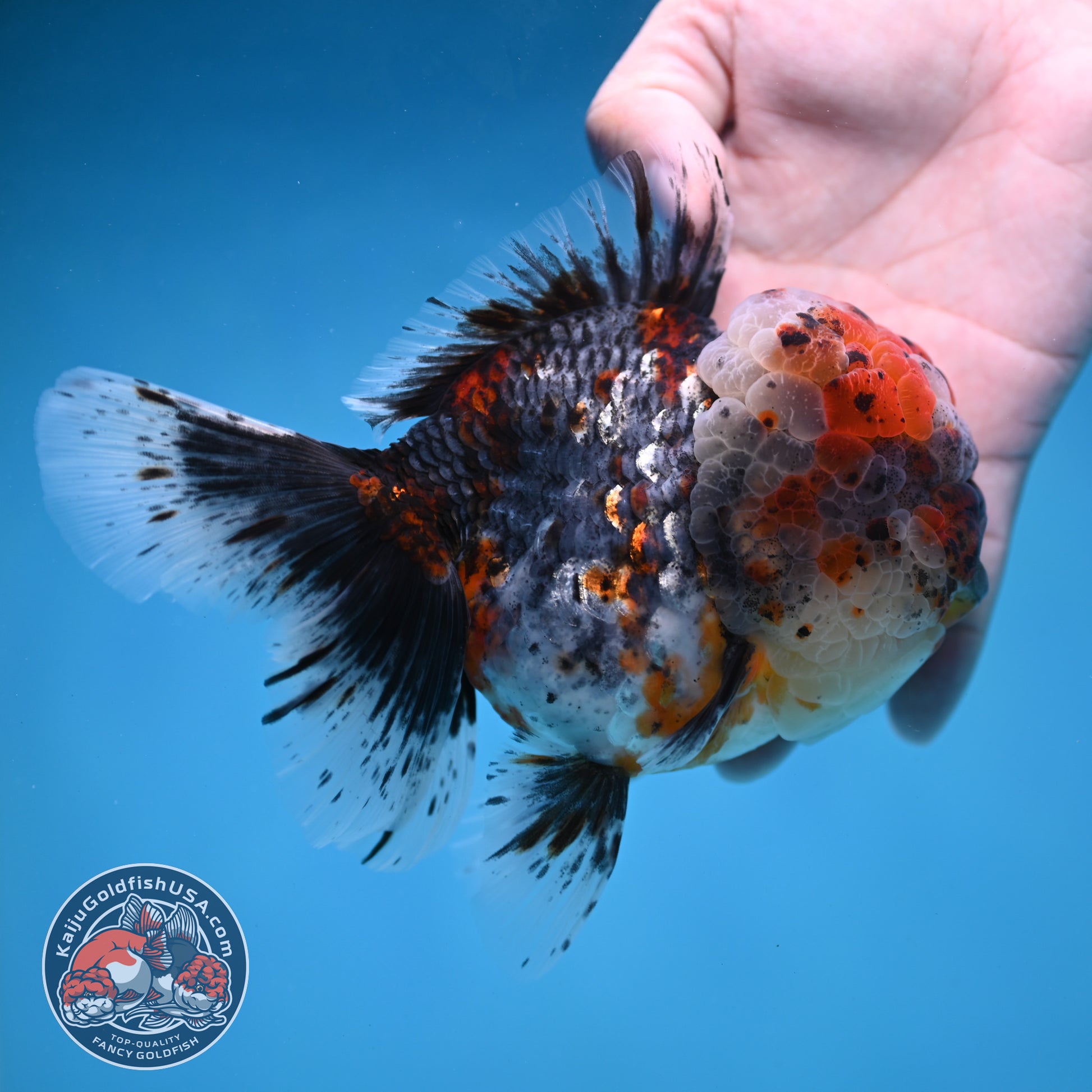 Large Full Wen Blue Based Kirin Rose Tail Oranda 4.5 inch Body (260227_OR04)