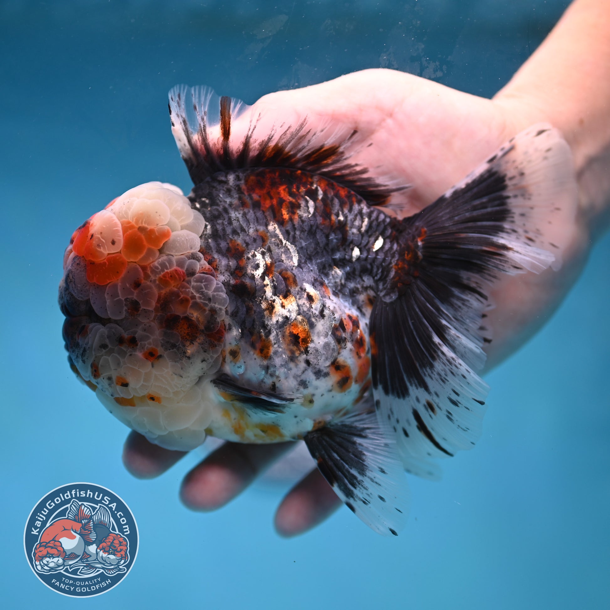 Large Full Wen Blue Based Kirin Rose Tail Oranda 4.5 inch Body (260227_OR04)