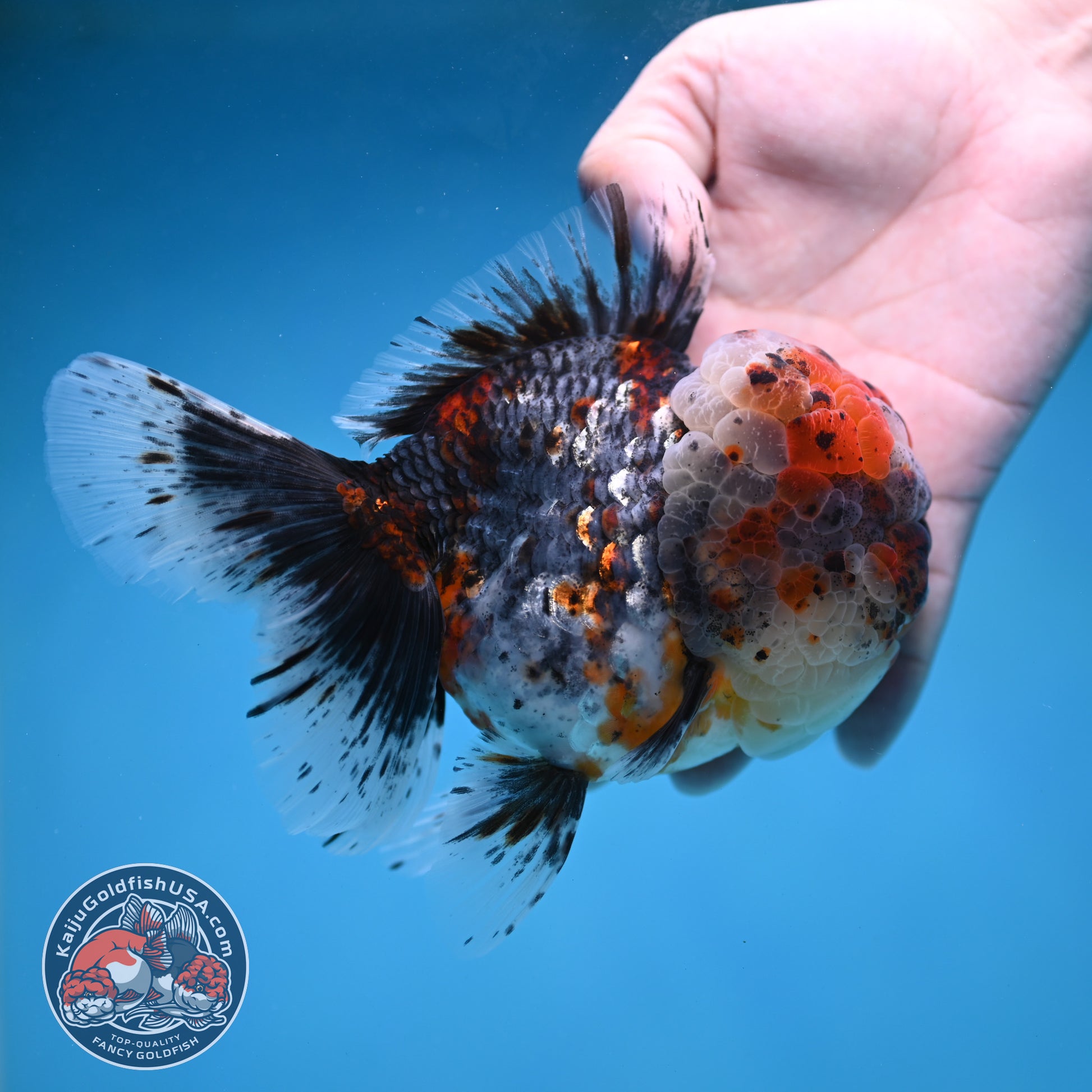 Large Full Wen Blue Based Kirin Rose Tail Oranda 4.5 inch Body (260227_OR04)