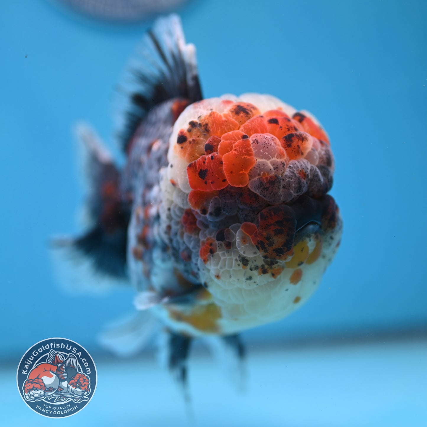 Large Full Wen Blue Based Kirin Rose Tail Oranda 4.5 inch Body (260227_OR04)