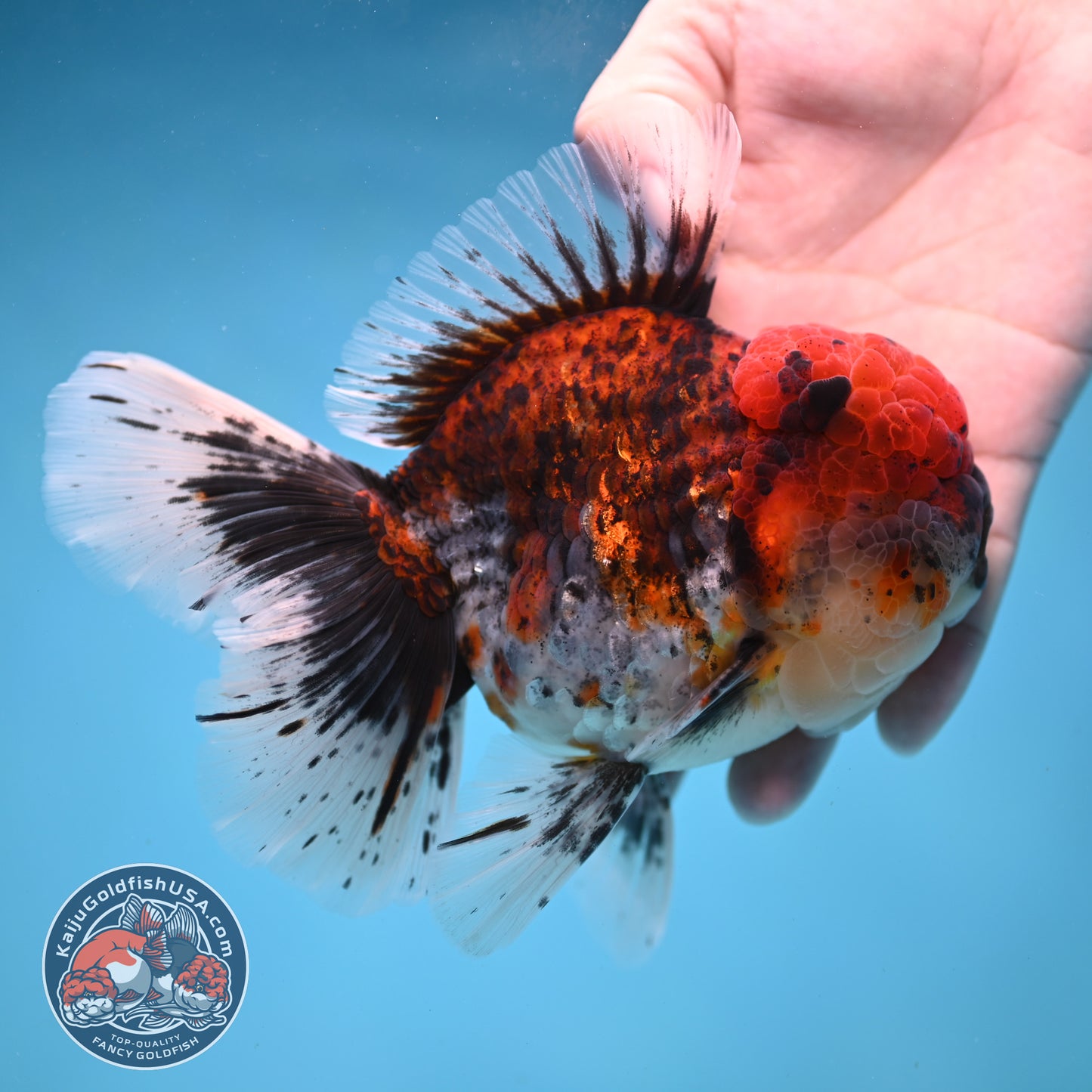 Large Full Wen Red Kirin Rose Tail Oranda 4.5 inch Body (260227_OR05)