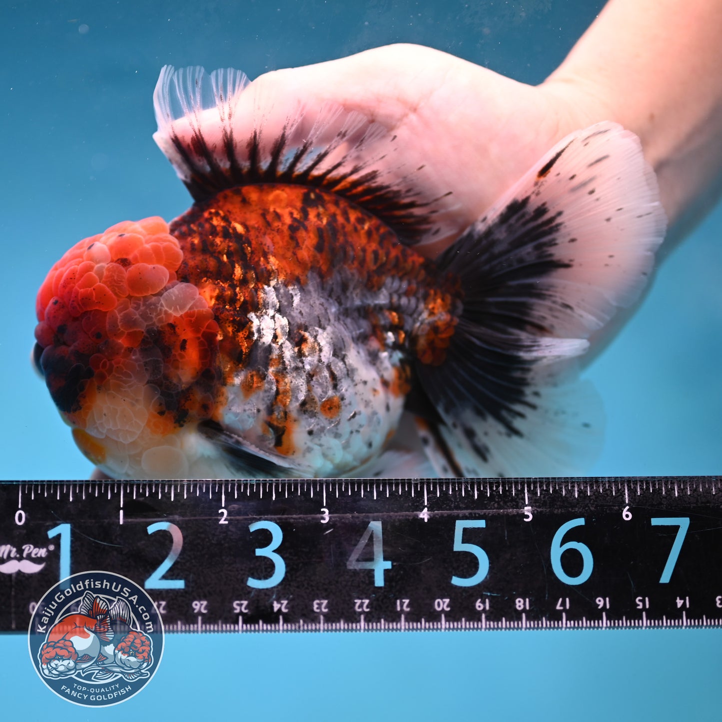 Large Full Wen Red Kirin Rose Tail Oranda 4.5 inch Body (260227_OR05)