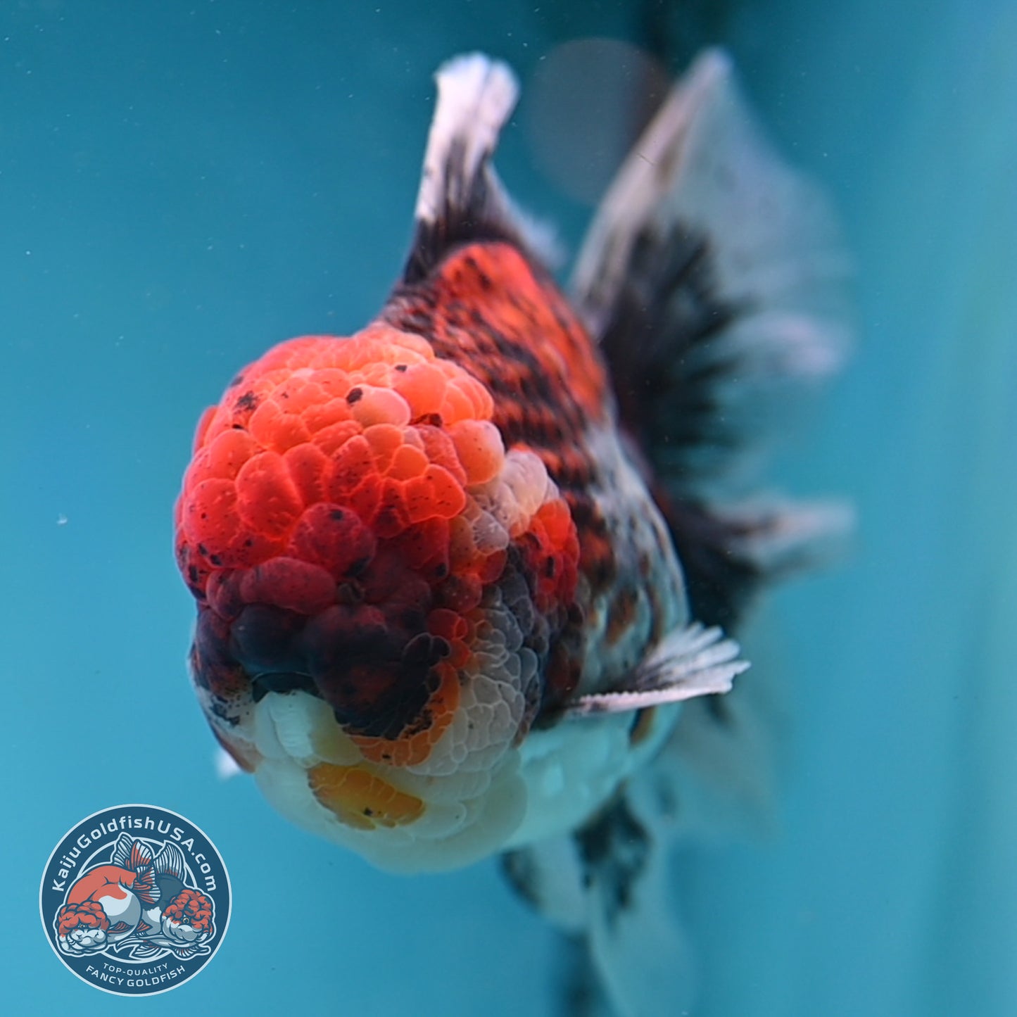Large Full Wen Red Kirin Rose Tail Oranda 4.5 inch Body (260227_OR05)