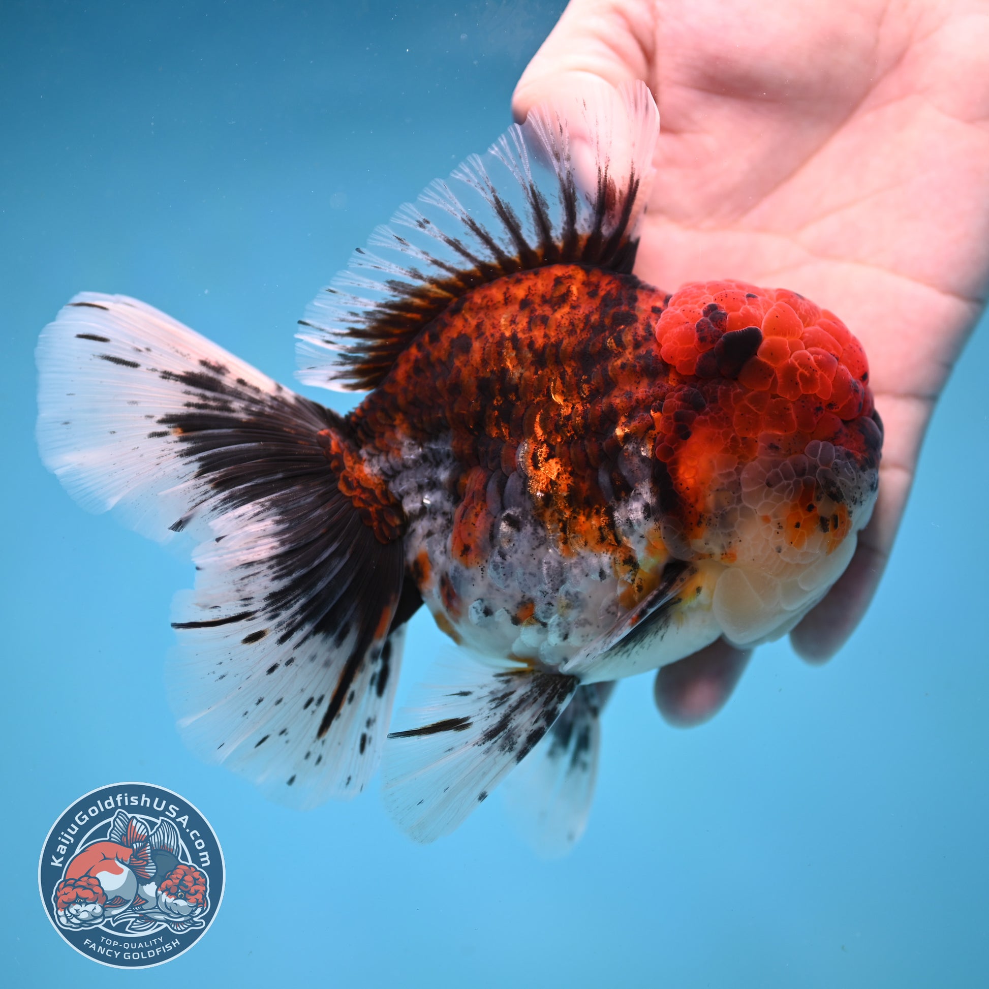 Large Full Wen Red Kirin Rose Tail Oranda 4.5 inch Body (260227_OR05)
