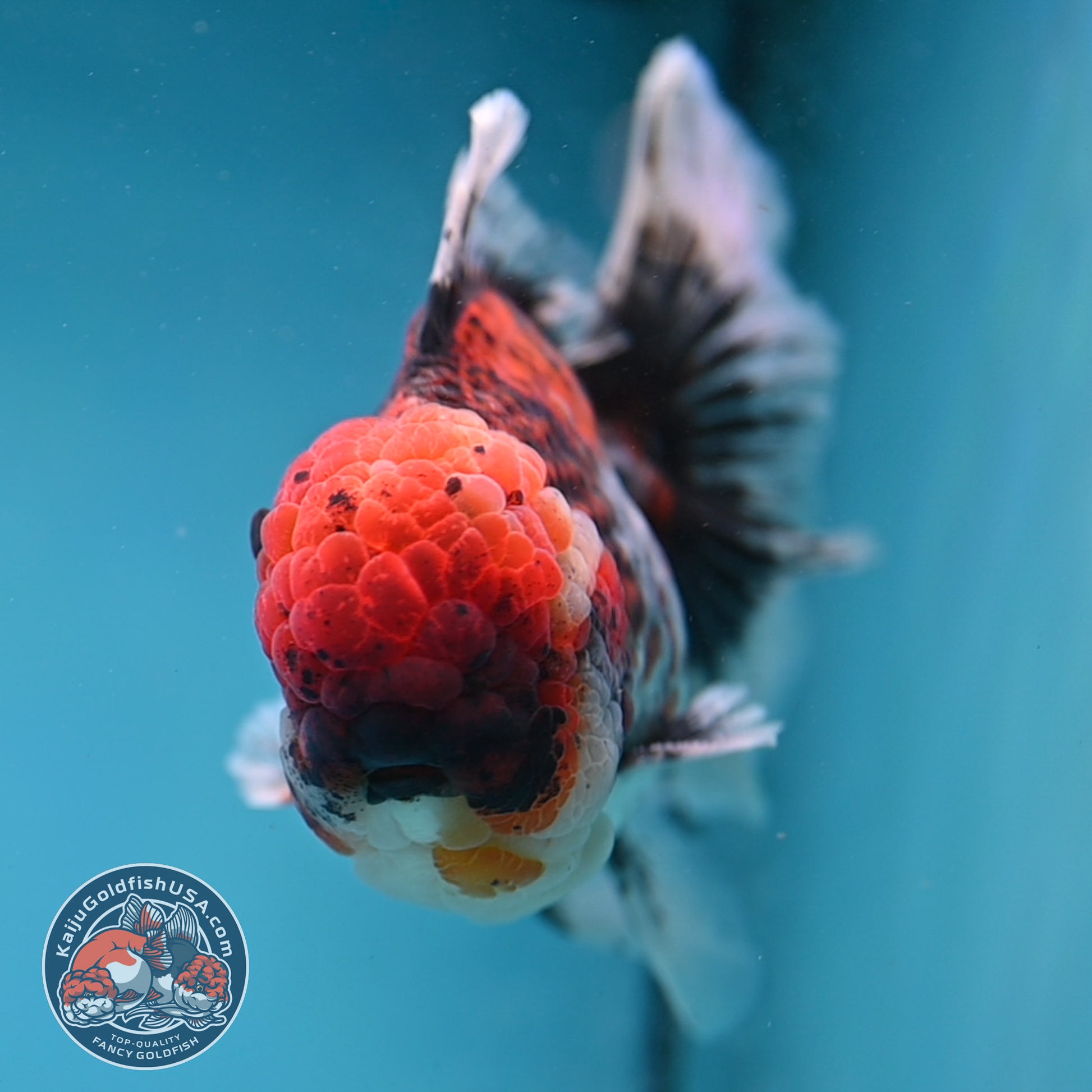 Large Full Wen Red Kirin Rose Tail Oranda 4.5 inch Body (260227_OR05)