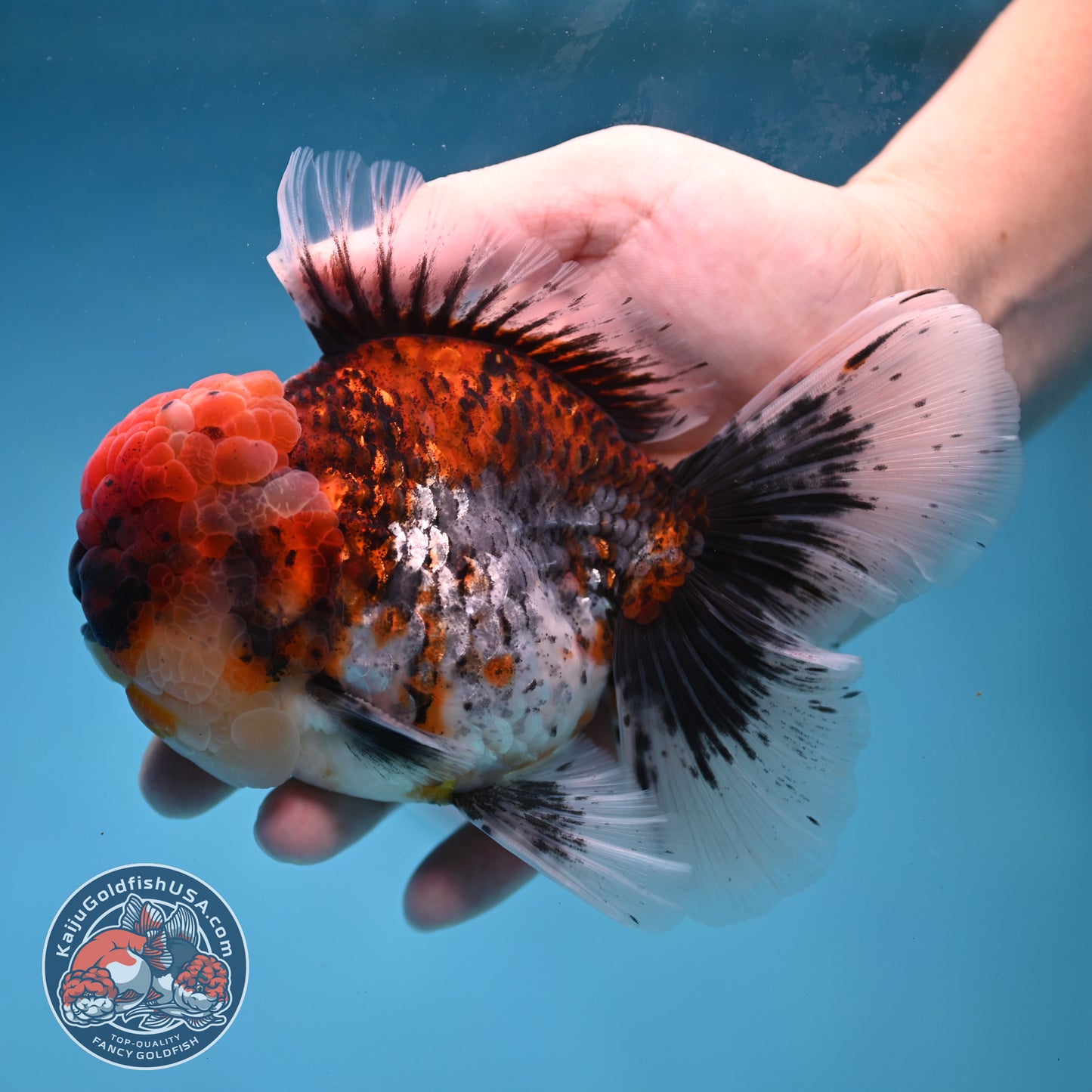 Large Full Wen Red Kirin Rose Tail Oranda 4.5 inch Body (260227_OR05)