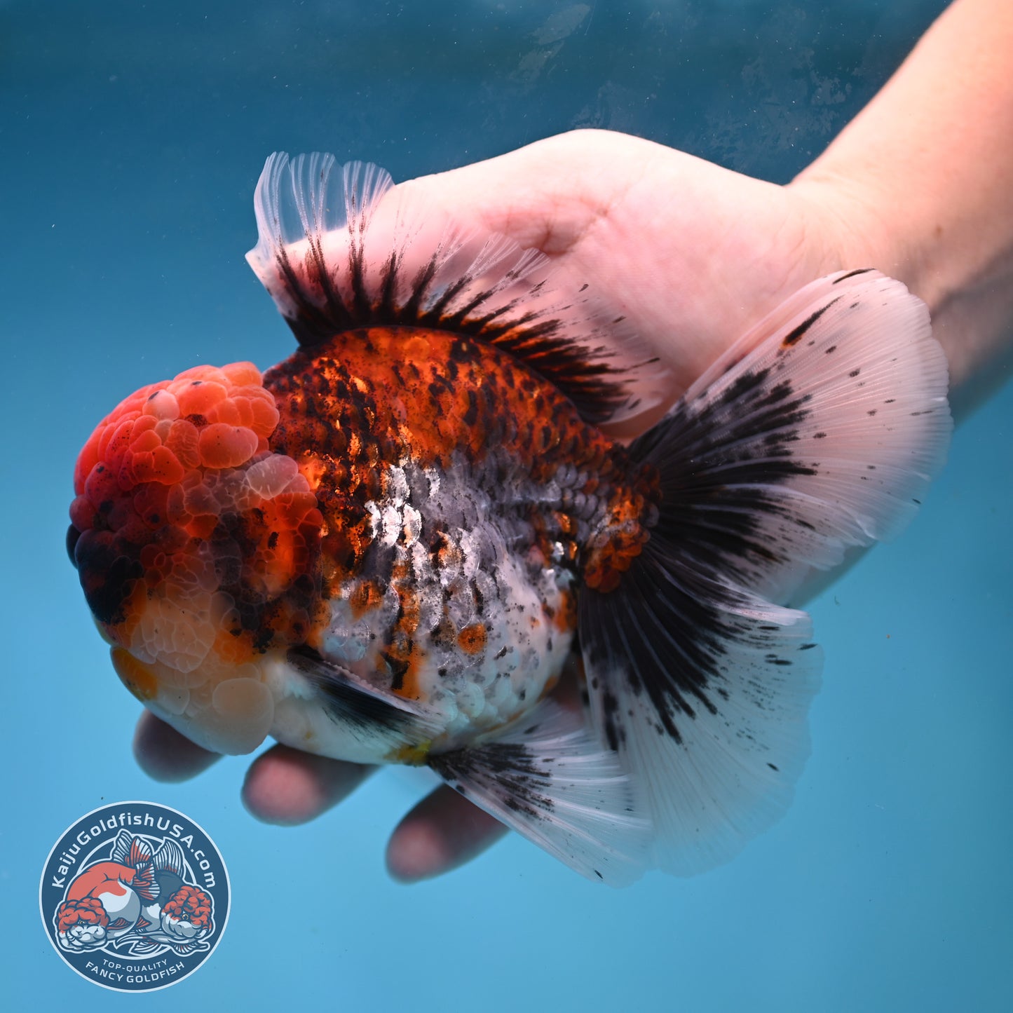 Large Full Wen Red Kirin Rose Tail Oranda 4.5 inch Body (260227_OR05)