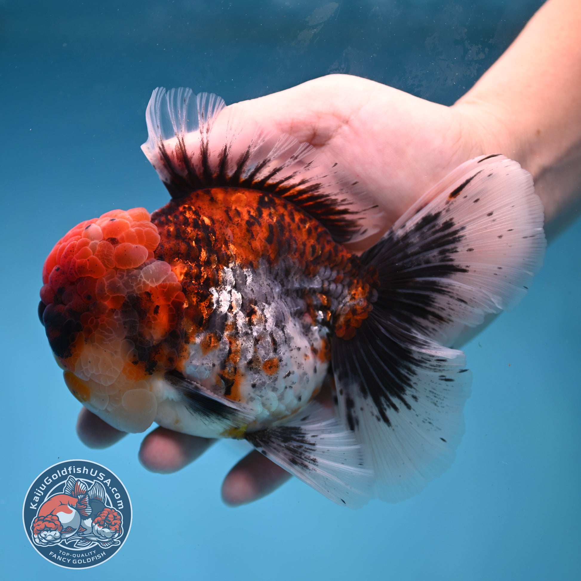 Large Full Wen Red Kirin Rose Tail Oranda 4.5 inch Body (260227_OR05)
