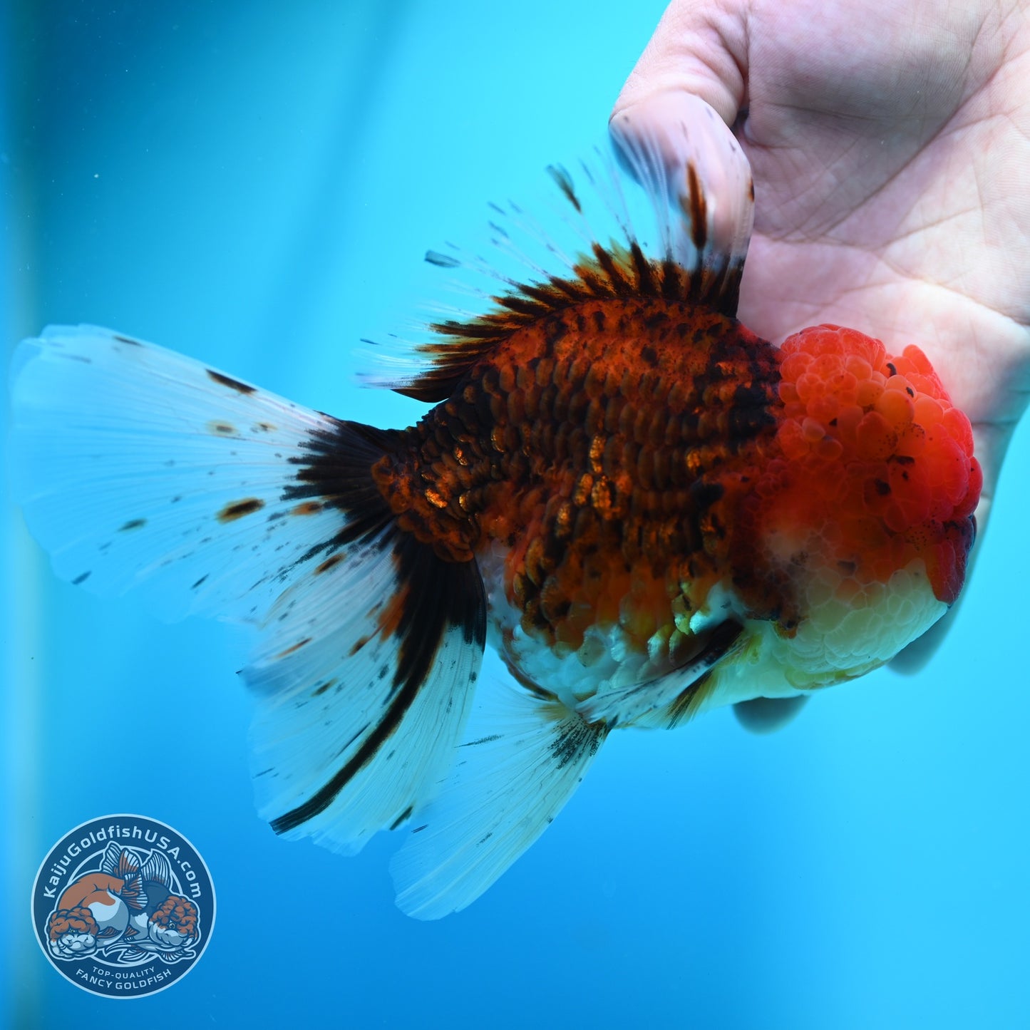 Large Full Wen Tiger Rose Tail Oranda inch Body (260605_OR03)