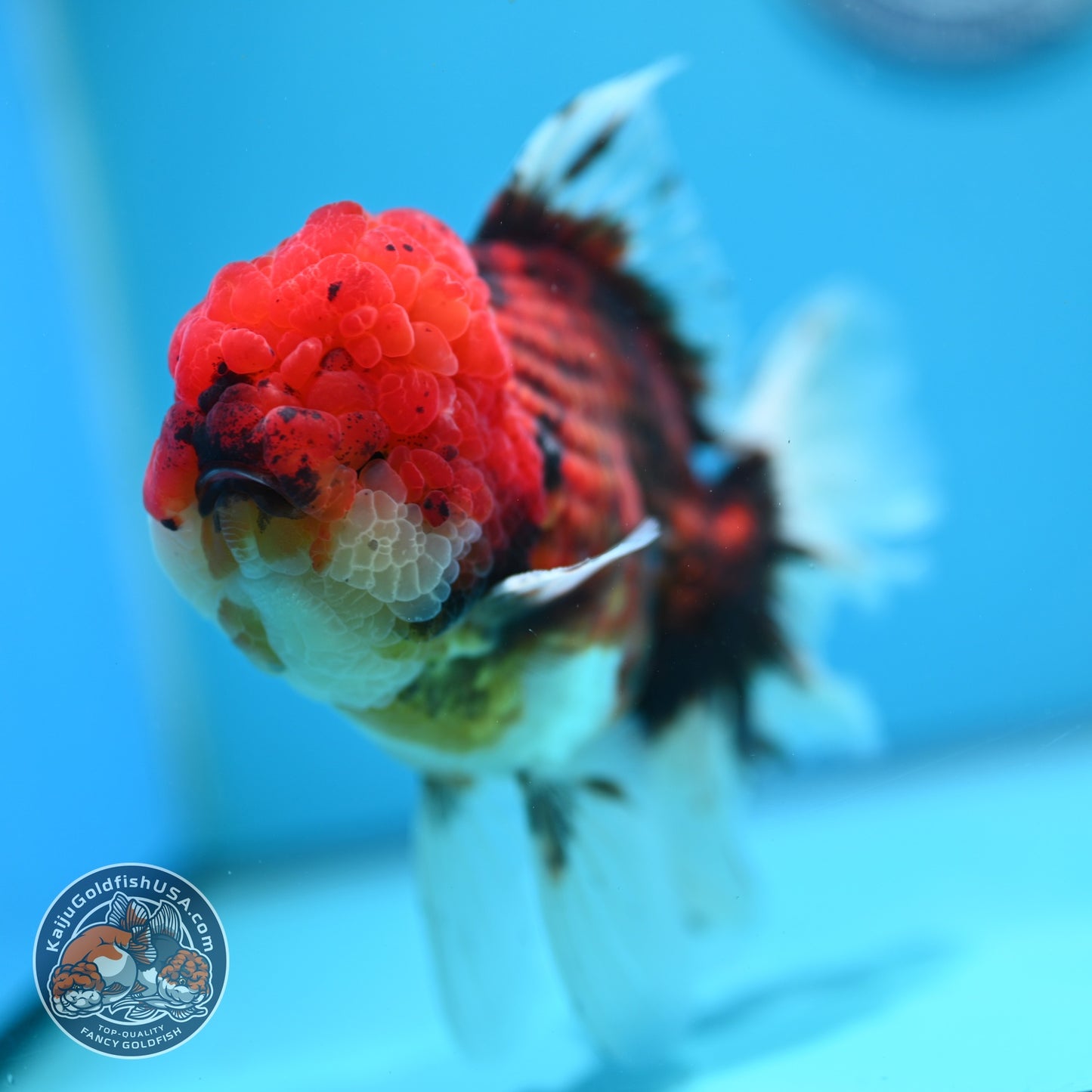 Large Full Wen Tiger Rose Tail Oranda inch Body (260605_OR03)