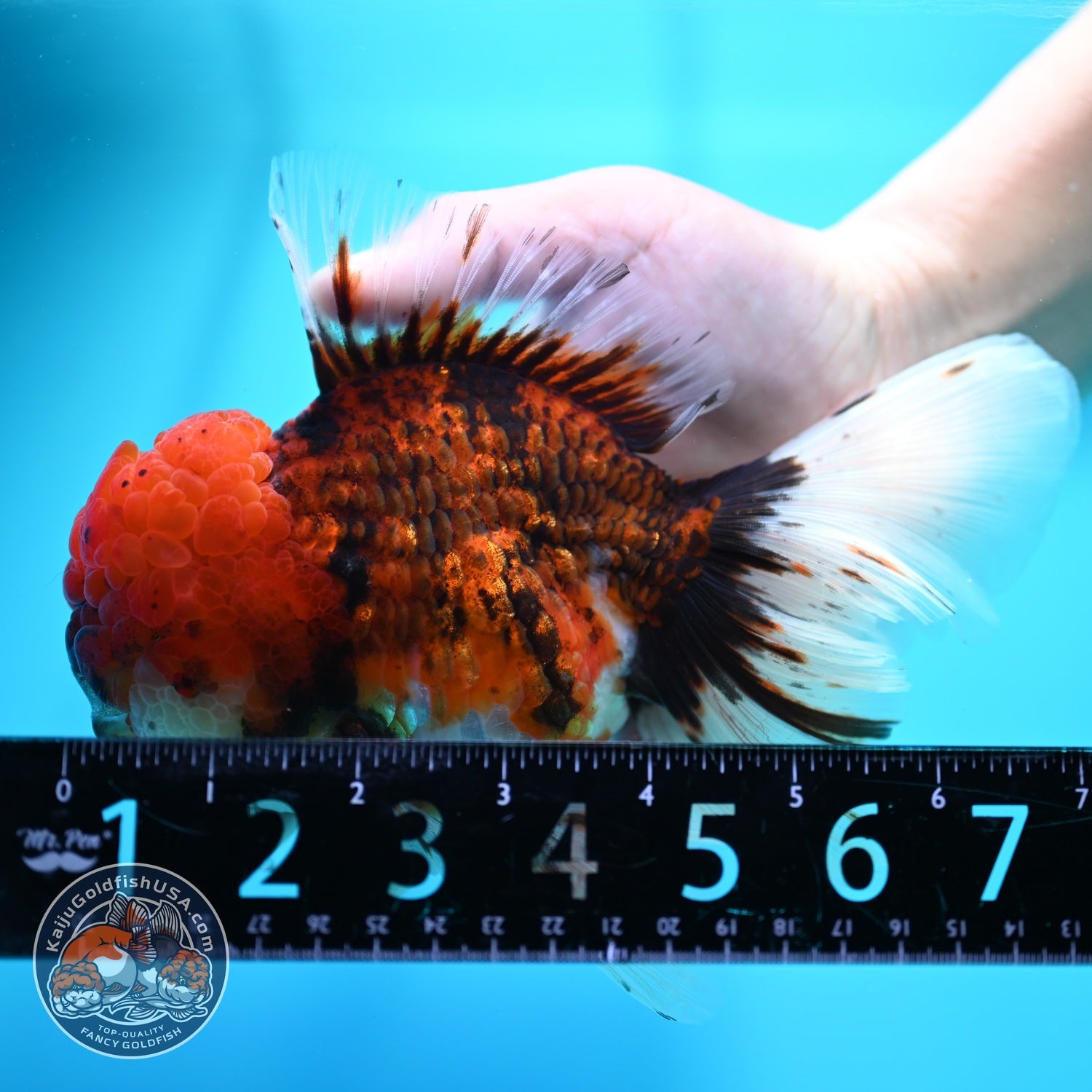 Large Full Wen Tiger Rose Tail Oranda inch Body (260605_OR03)
