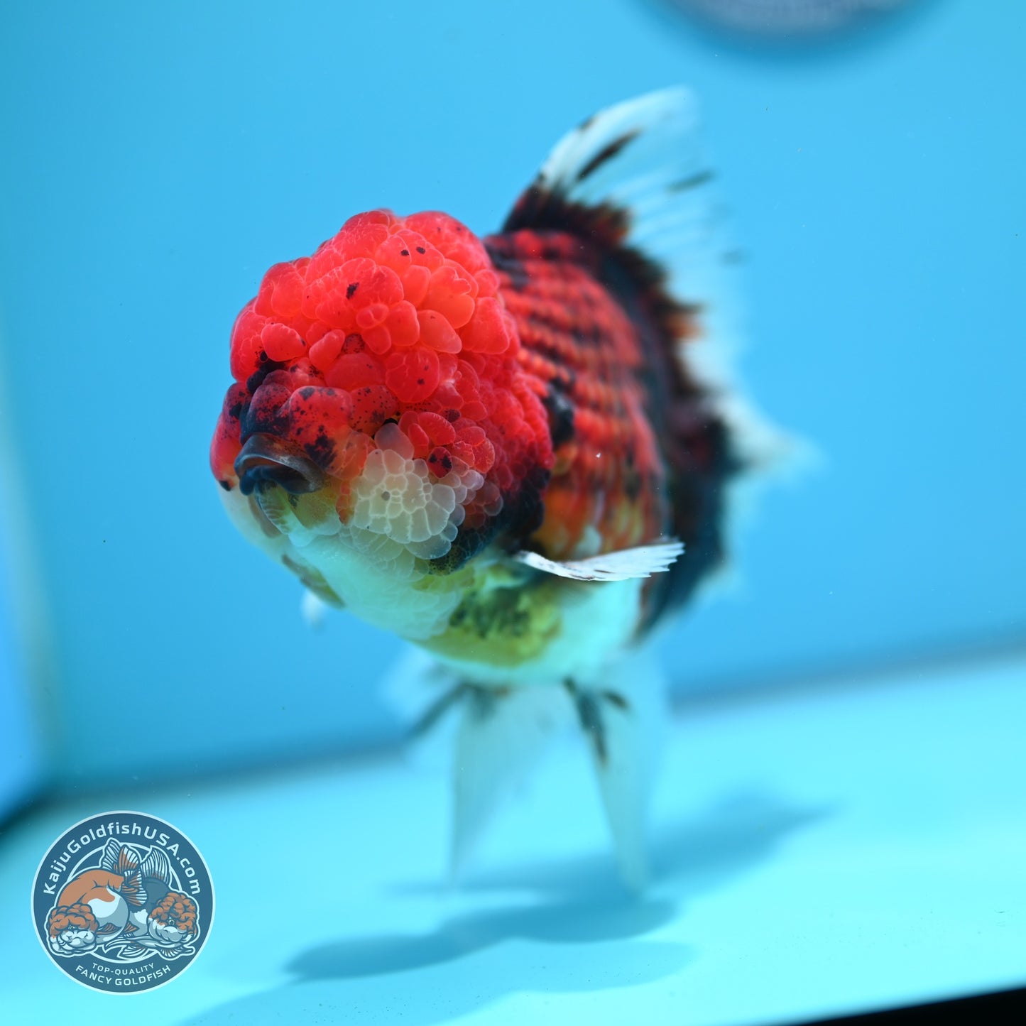 Large Full Wen Tiger Rose Tail Oranda inch Body (260605_OR03)